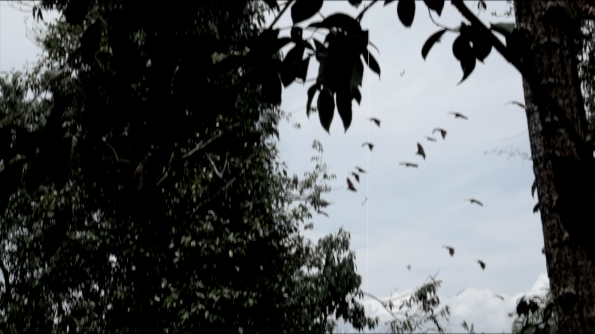 Tree branches and leaves with a flock of flying foxes (Pteropus sp.) flying in the sky in the background.