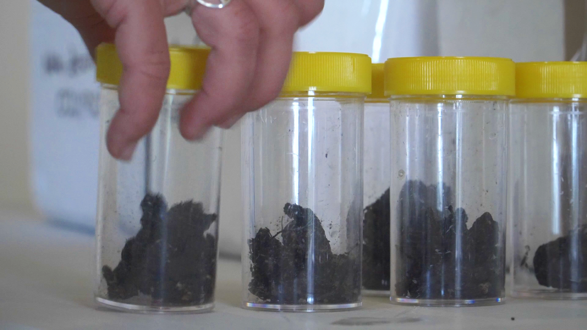 Bottles containing soil samples with Phytophthora agathidicida used in kauri dieback sniffer dog training