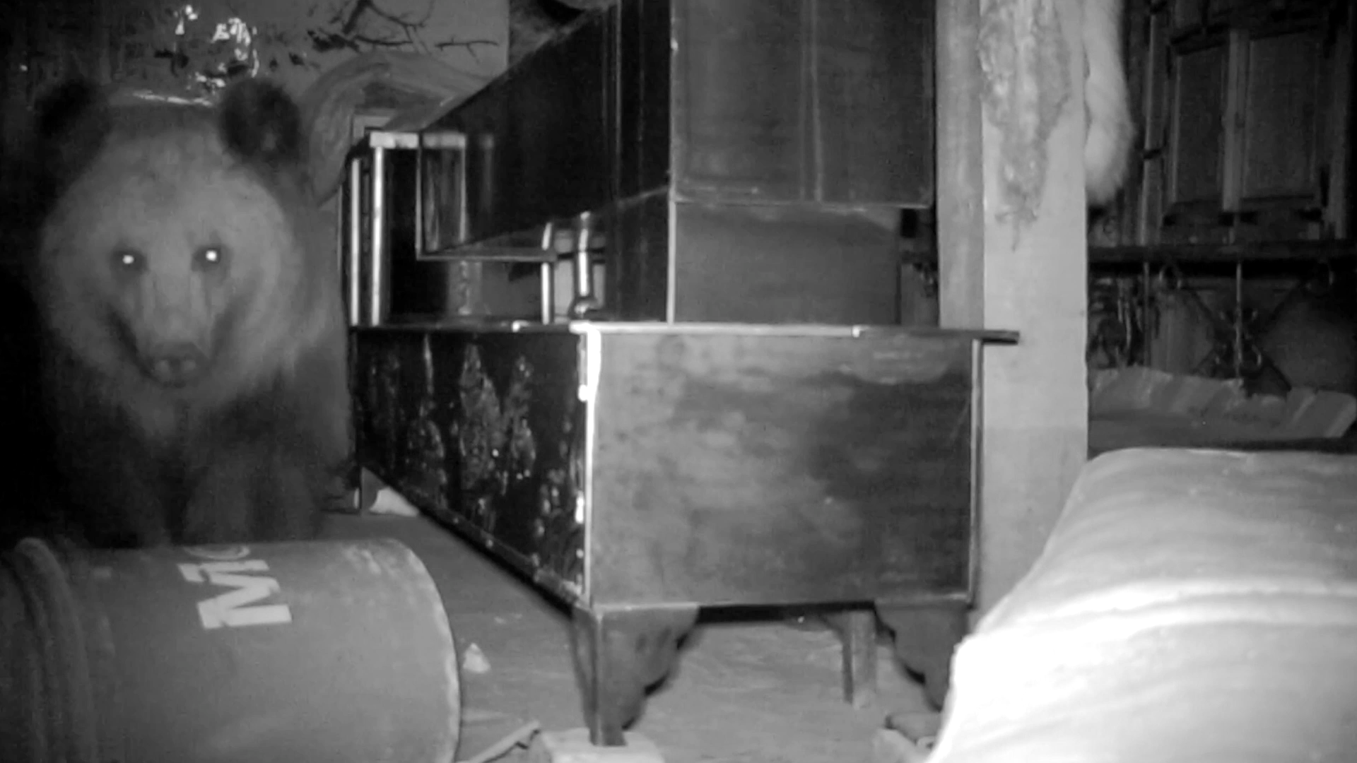 Infrared camera trap of Tibetan brown bear in the winter home of a yak herder