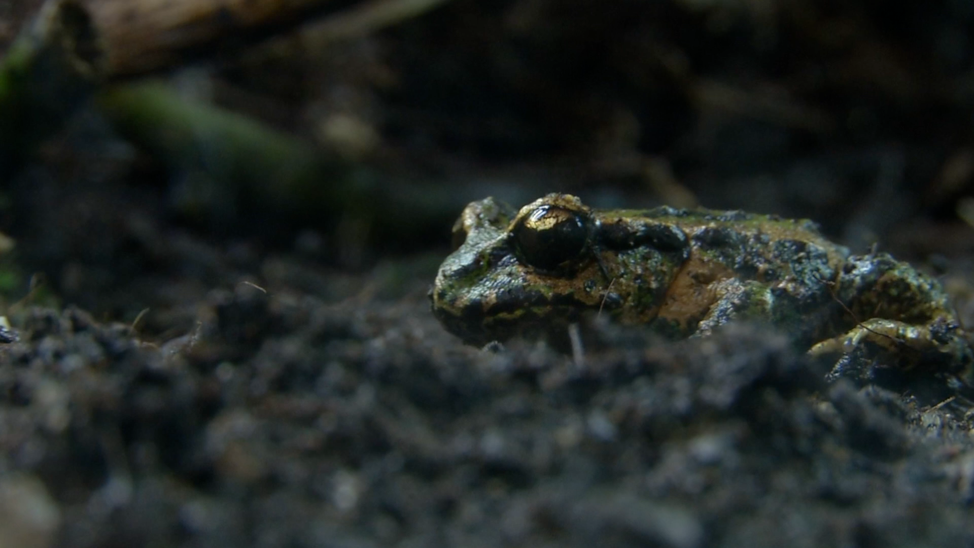 Close-up of a small frog camouflaged on dark, moist soil with green and brown coloration blending with surroundings.