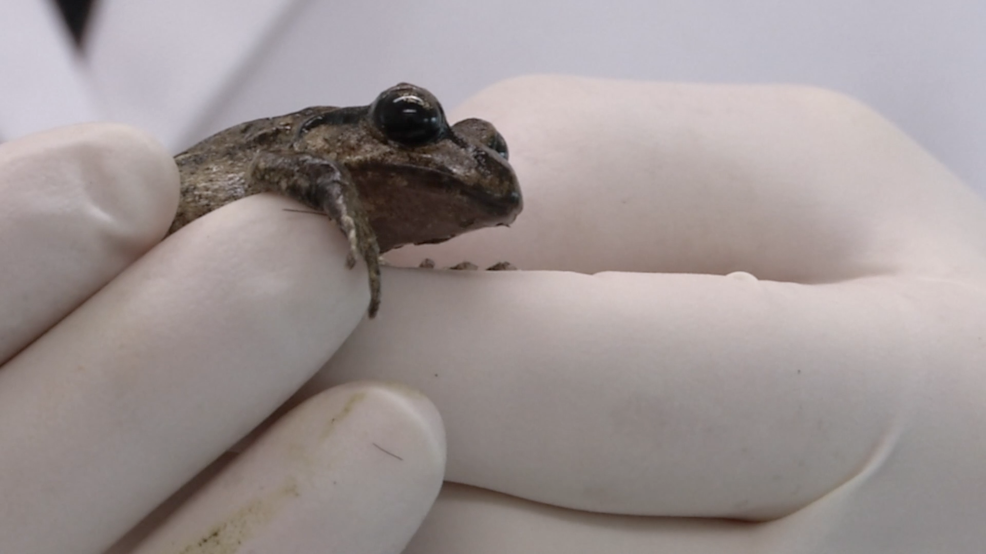 Close-up of a small frog on a gloved hand.