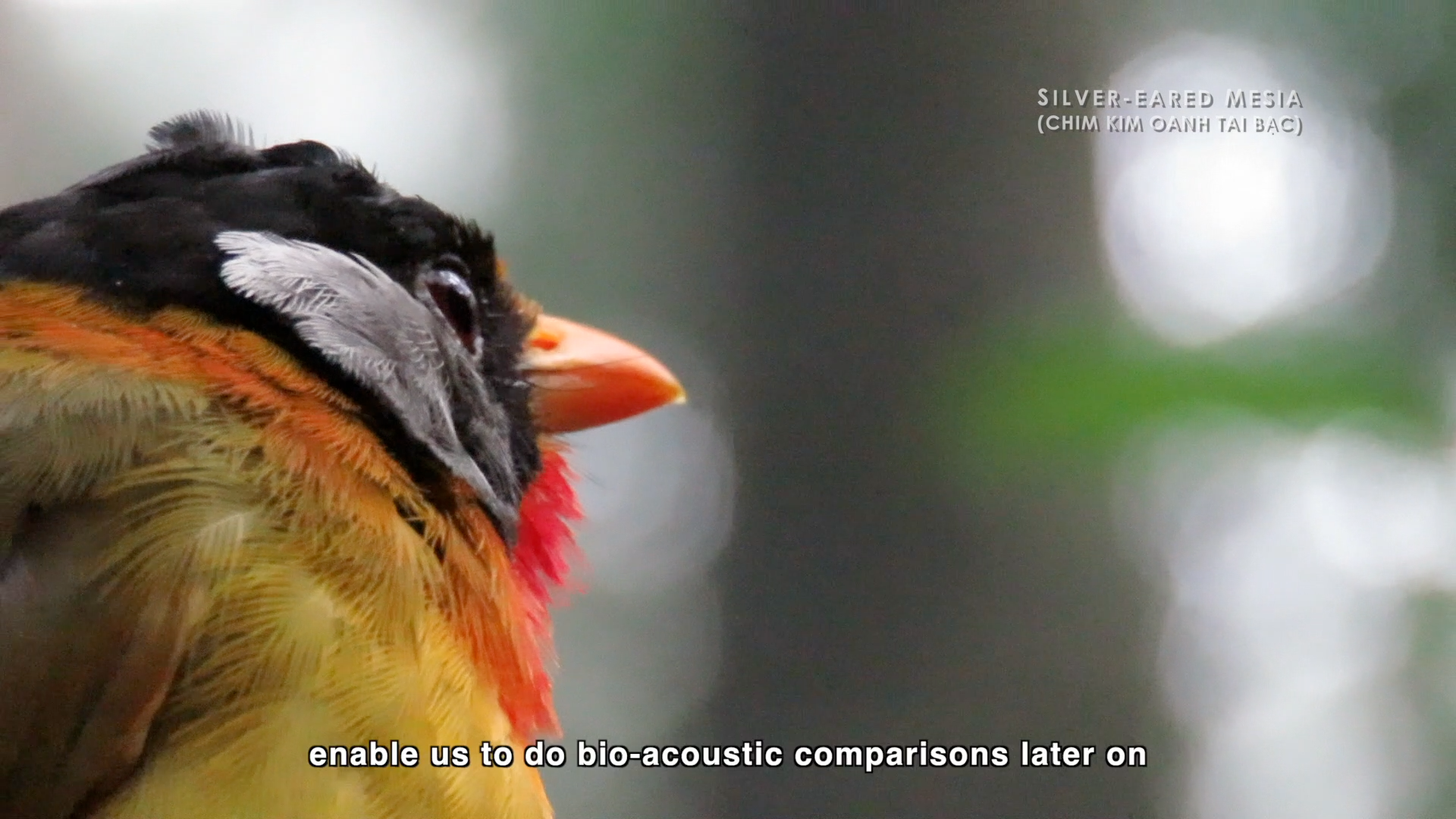 Close-up of a colorful bird with black, gray, yellow, and red feathers, and an orange beak, with green and white bokeh background.