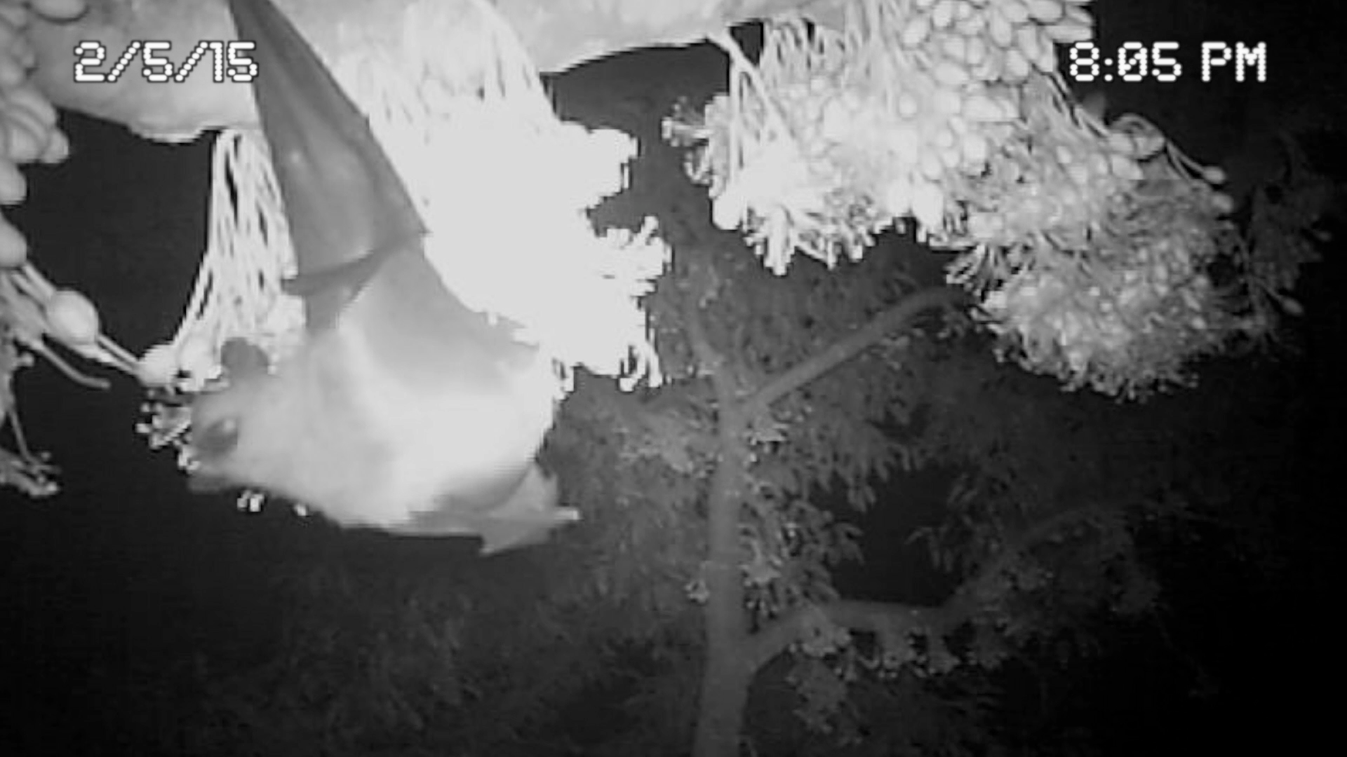 Close-up camera trap view of Flying fox (Pteropus sp.) sipping nectar from durian flowers