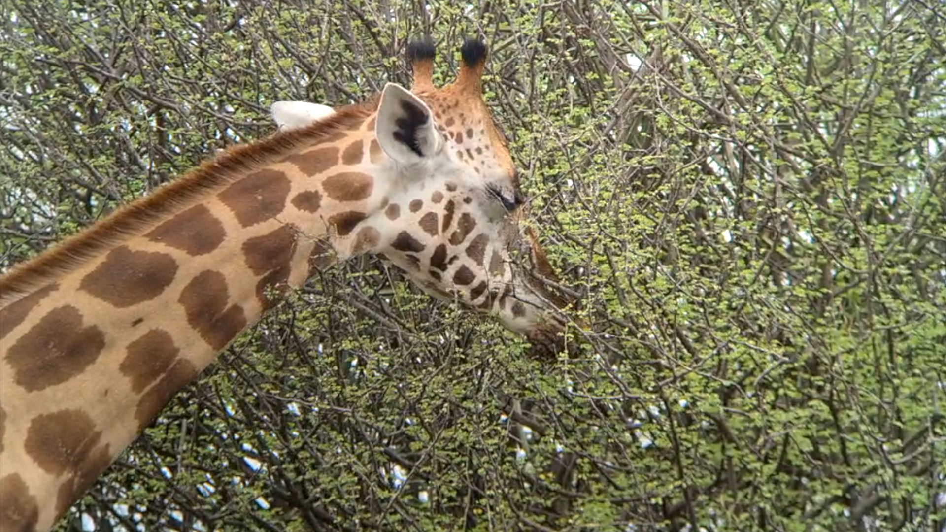 A giraffe with a long neck and patterned coat reaching into a tree with dense green leaves.
