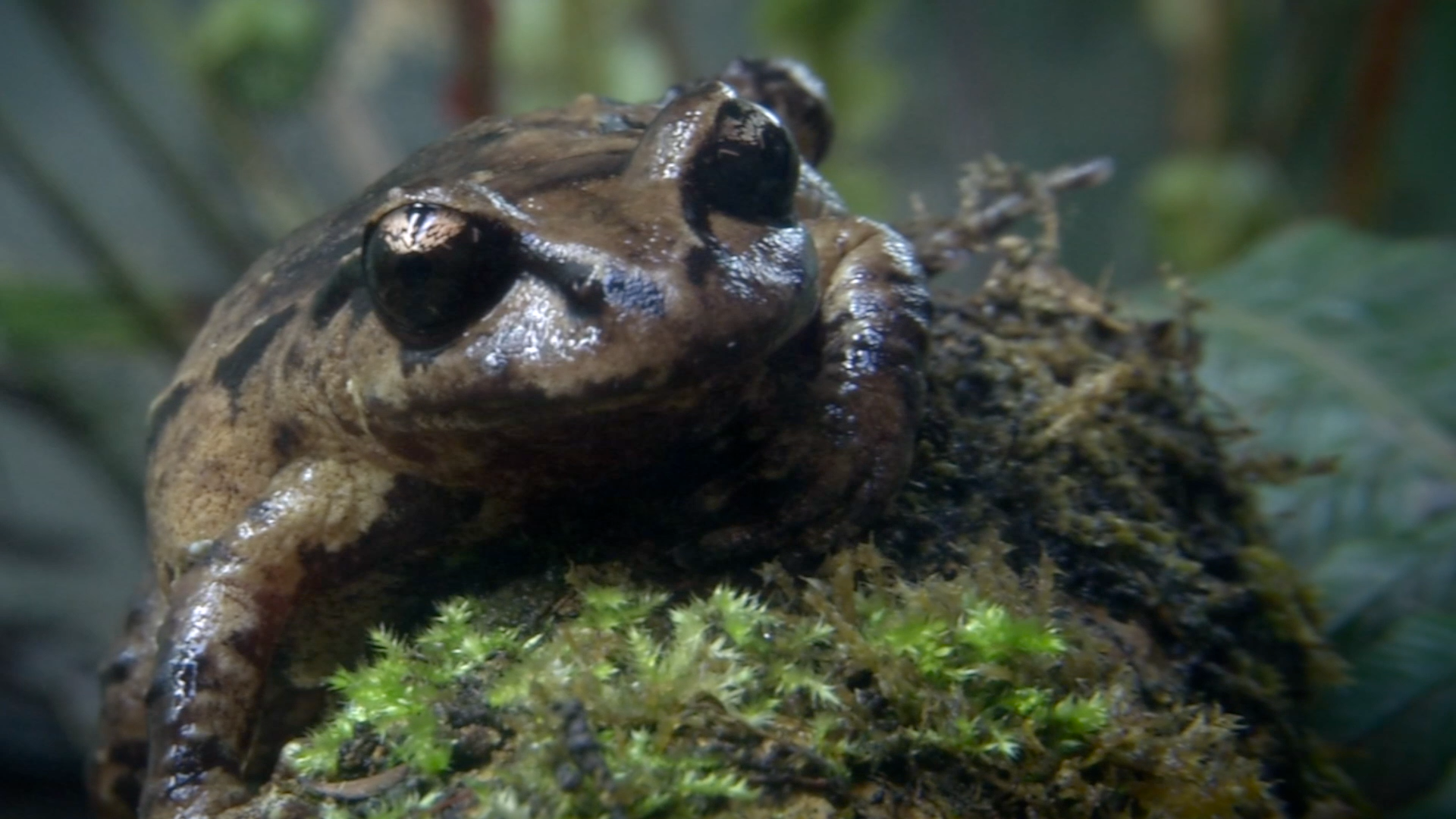 Close-up of a frog sitting on moss and leaf litter in a forest environment.
