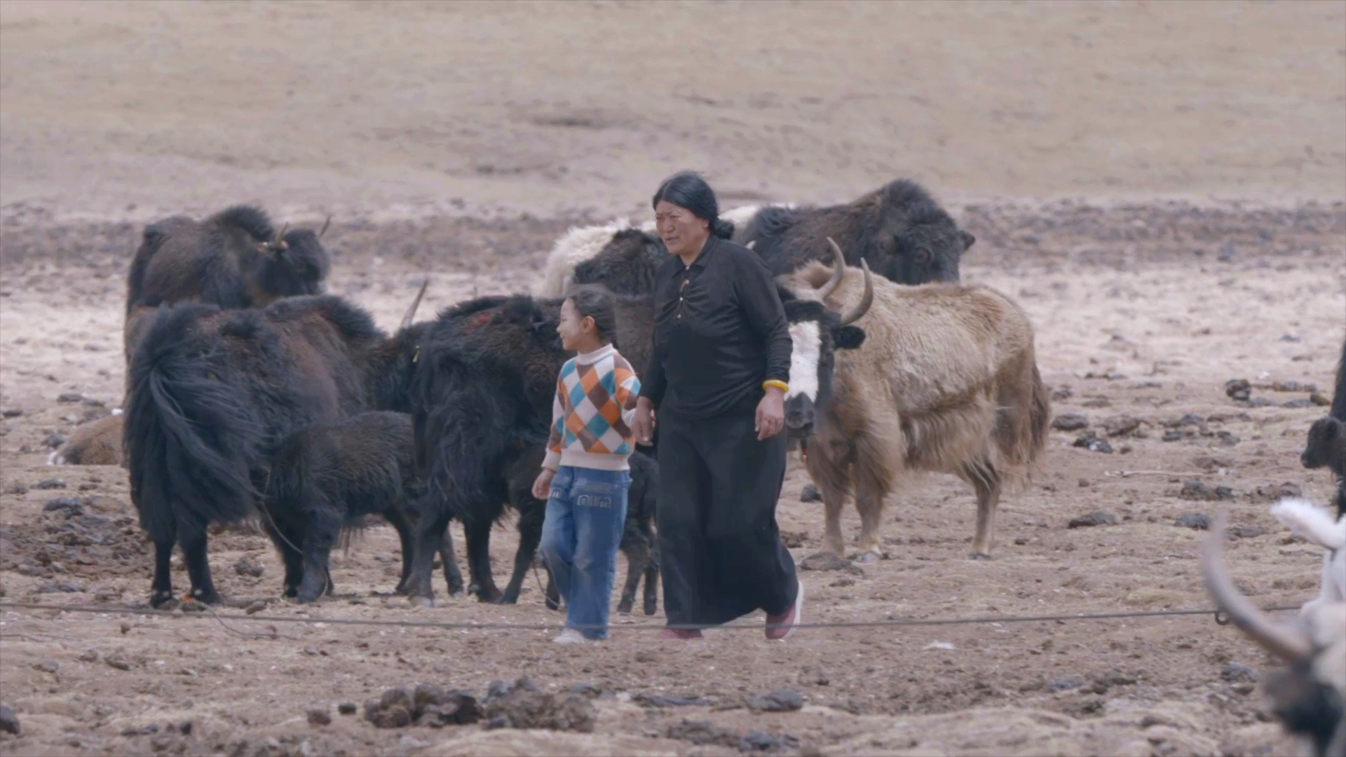 A woman and a boy walking among yaks on the Tibetan plateau