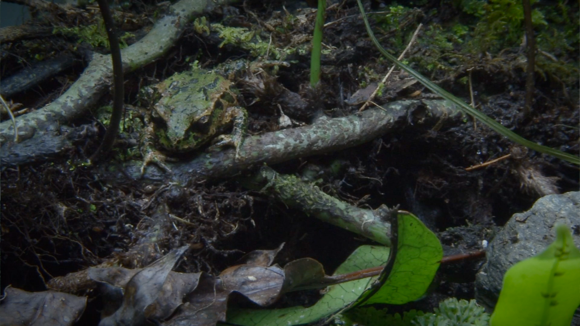 A frog with green and brown camouflaged skin blending into muddy and leaf-covered forest floor.