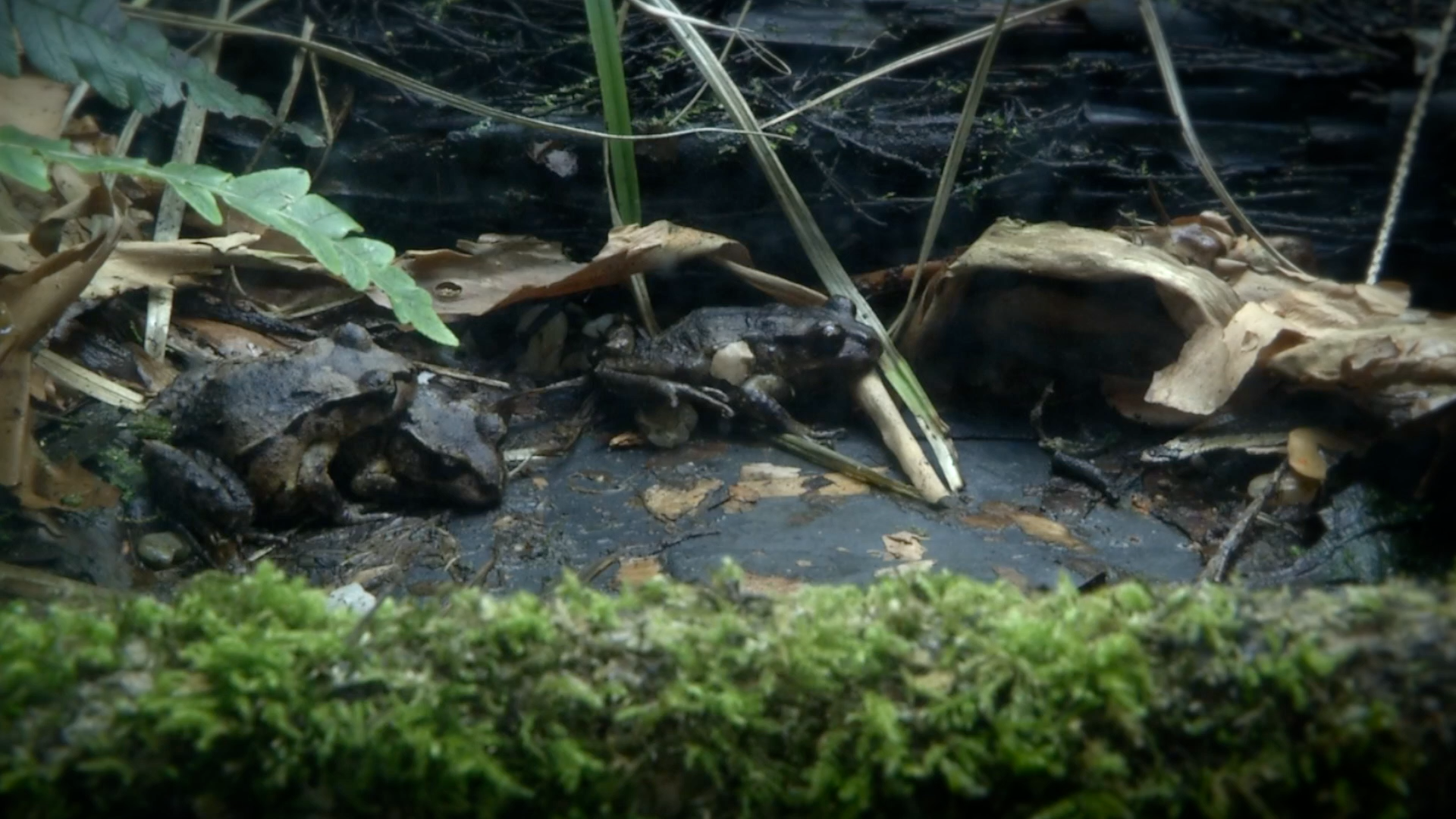 A small frog with dark, bumpy skin resting on dark mud surrounded by dried leaves, grass, and moss in a damp, forest-like environment.