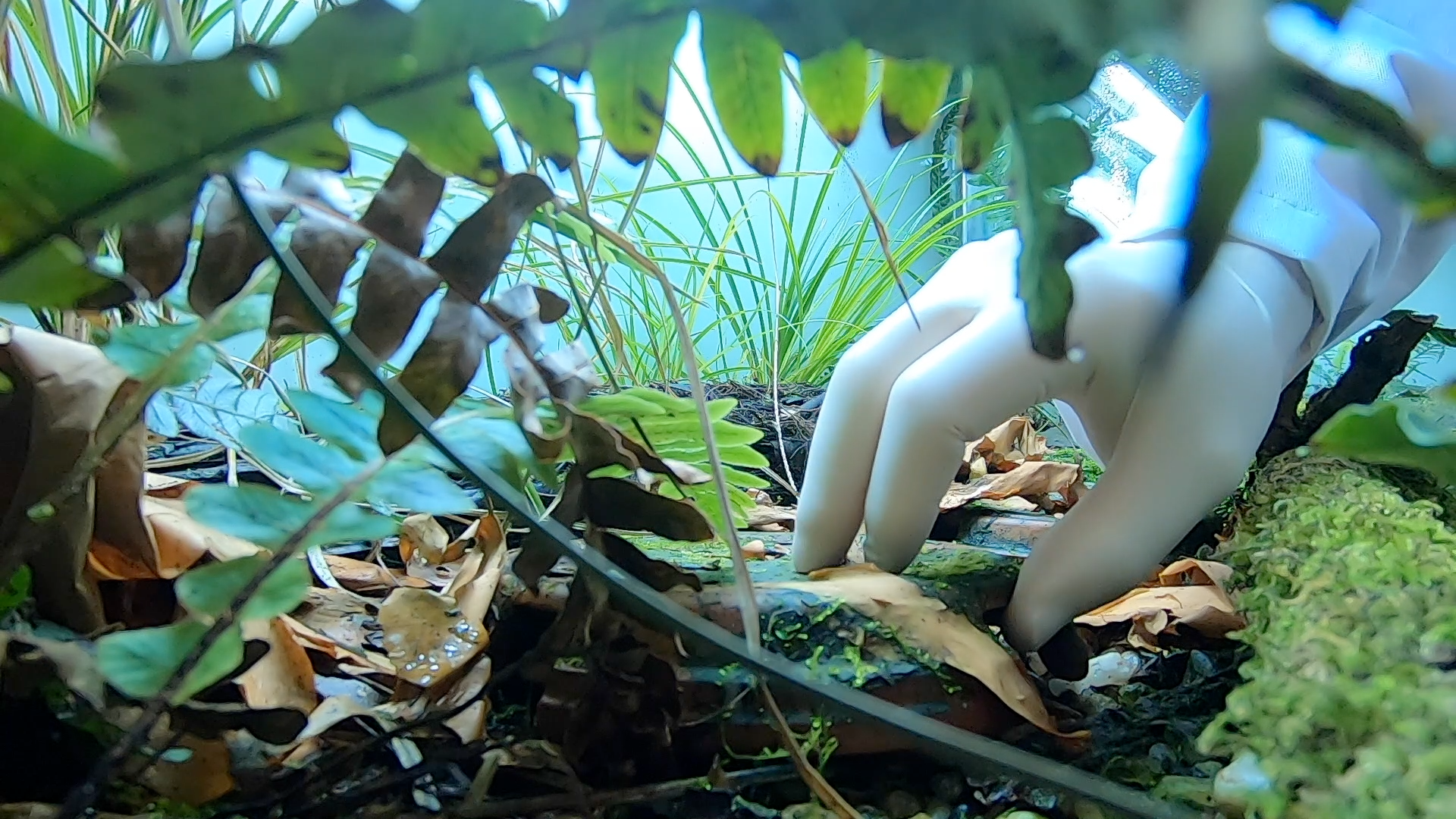 A white mannequin with no head or arms positioned on the ground among green leaves and dried brown leaves, with various plants and foliage around.