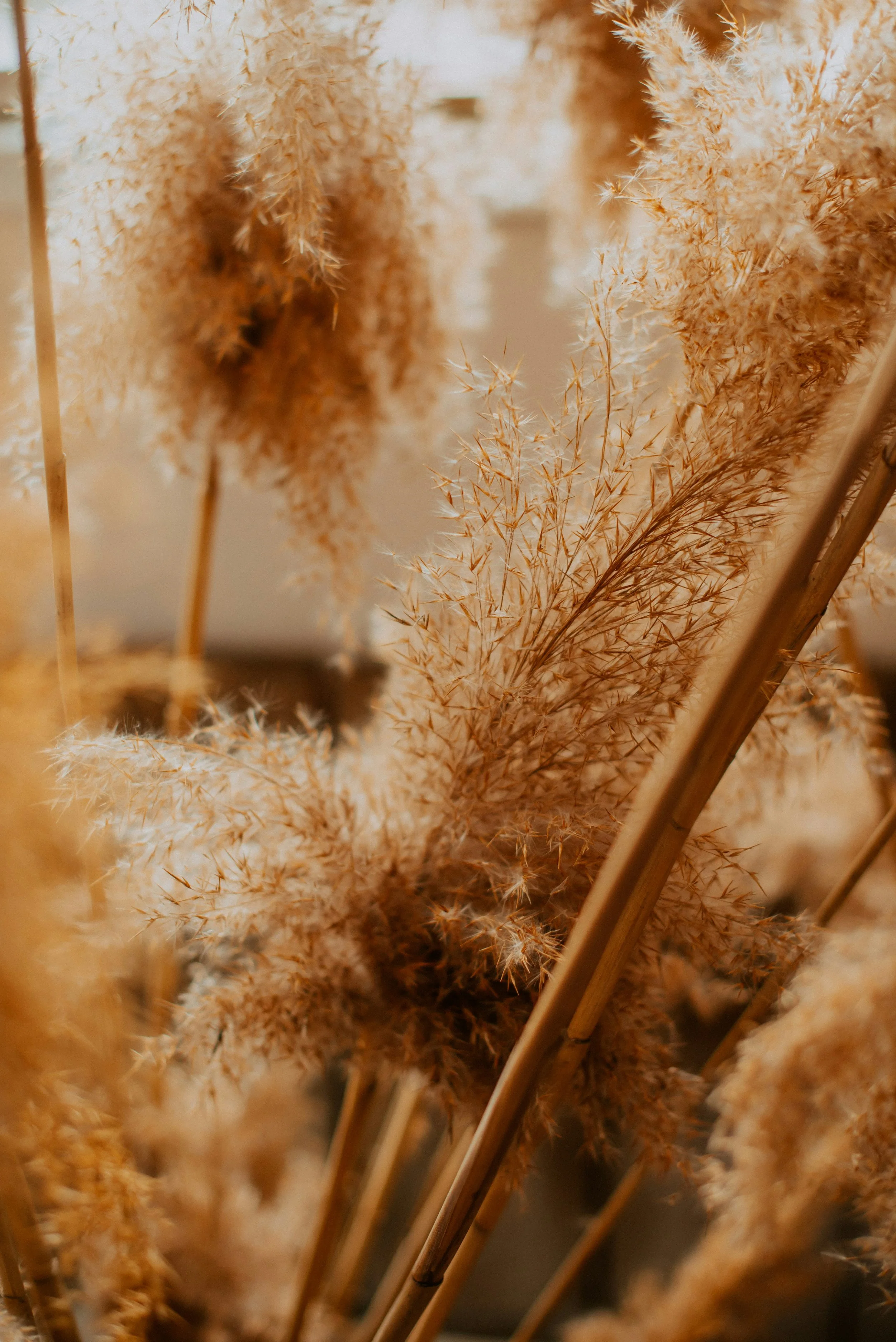 Close-up of beige-colored feathery grass or plants with thin stalks, with some parts slightly out of focus.
