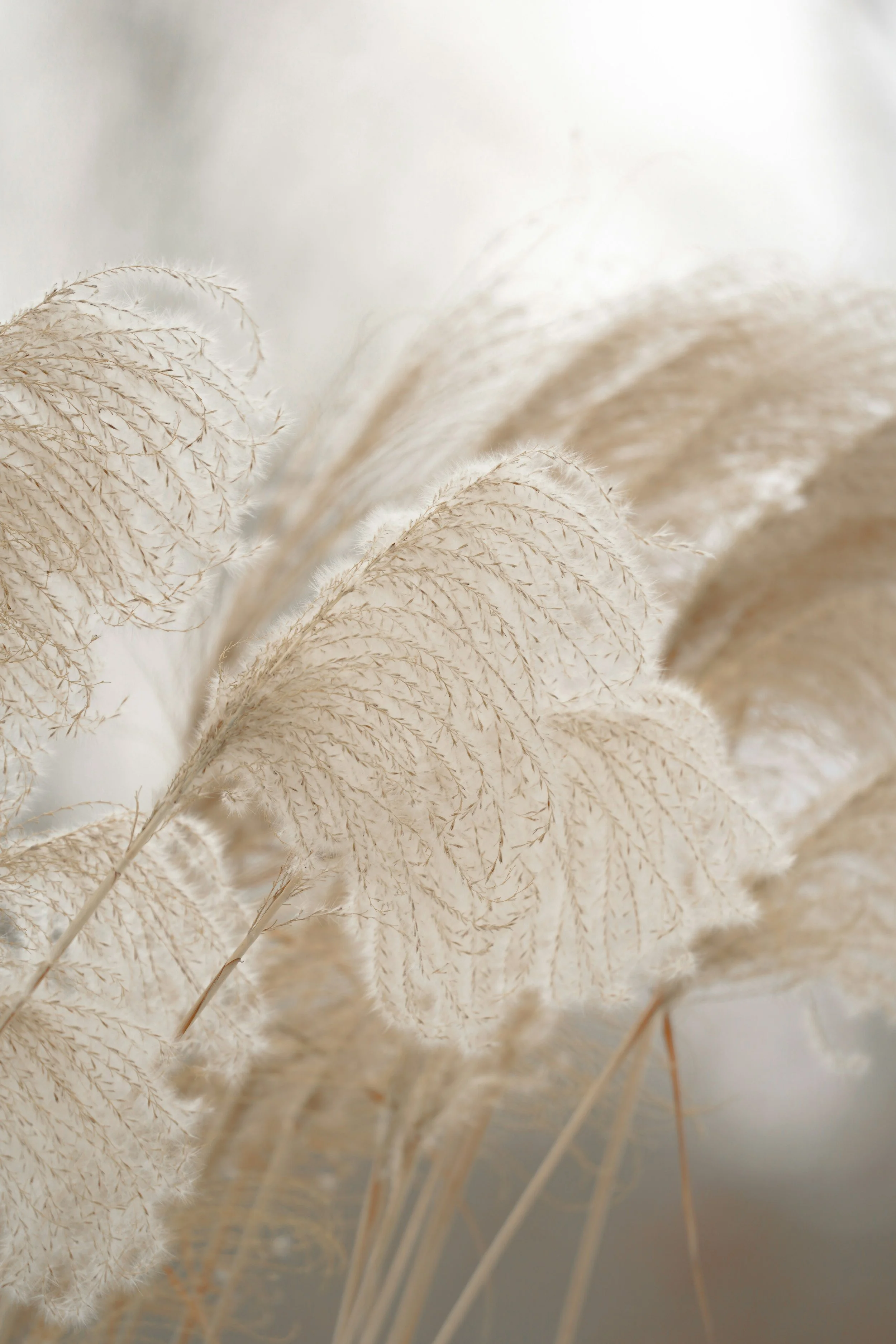 Close-up of beige pampas grass with feathery plumes against a soft, neutral background.