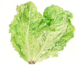 LATTUGA_Mara Pianosi.jpg