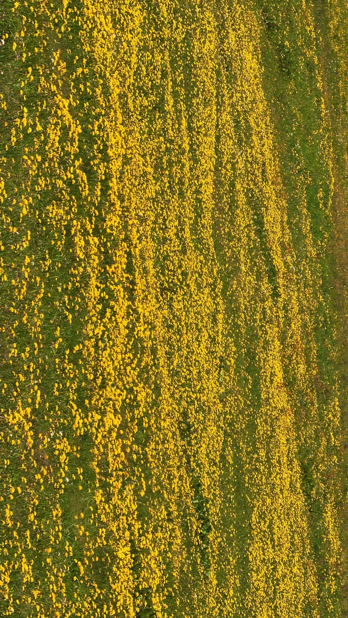 A field filled with numerous bright yellow flowers, stretching across the entire area.