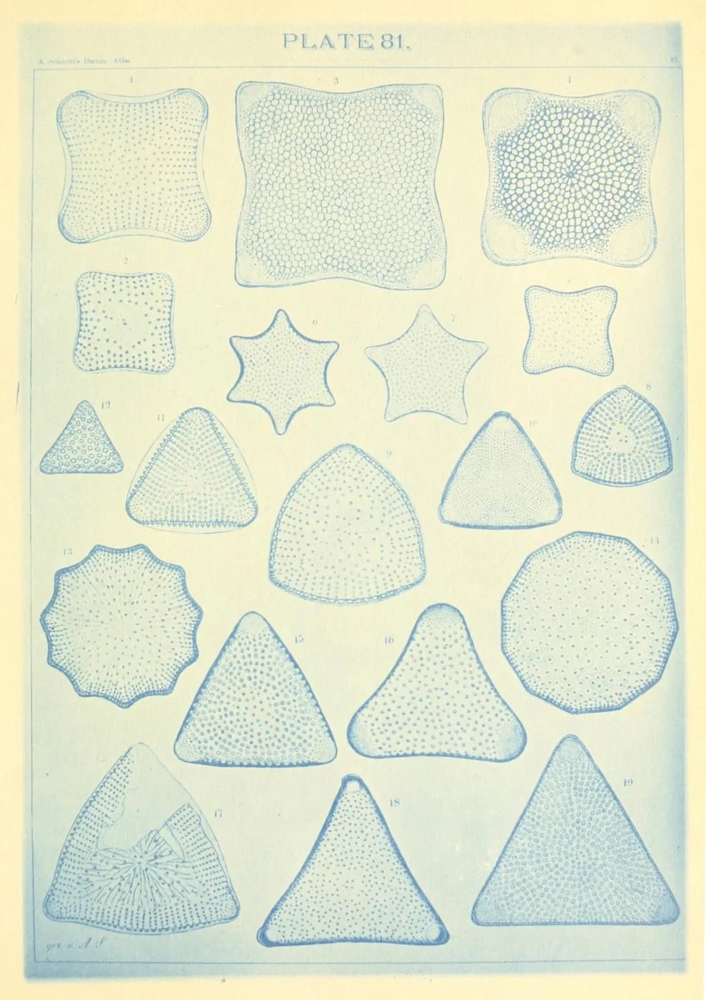 A vintage scientific illustration of various star-shaped and polygonal geological mineral samples with detailed patterns and textures.