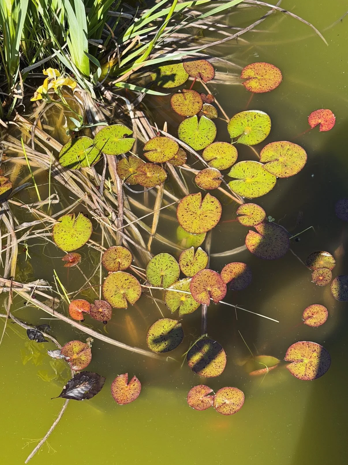 Lily pads and aquatic plants on a pond with greenish water and some brown and yellow vegetation.
