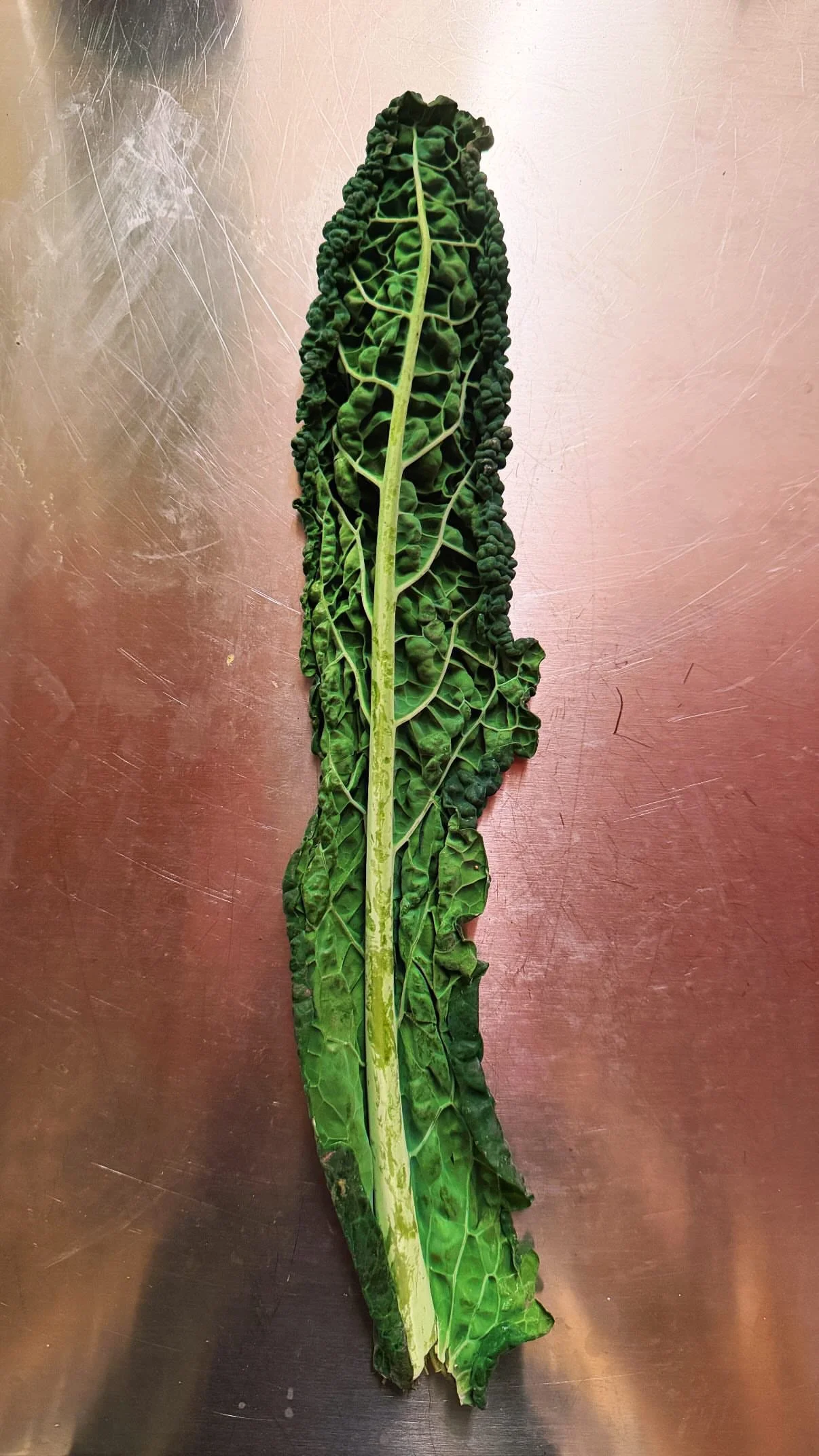 A long, dark green leafy vegetable with a prominent central stalk and crinkled leaves laid on a metallic surface.