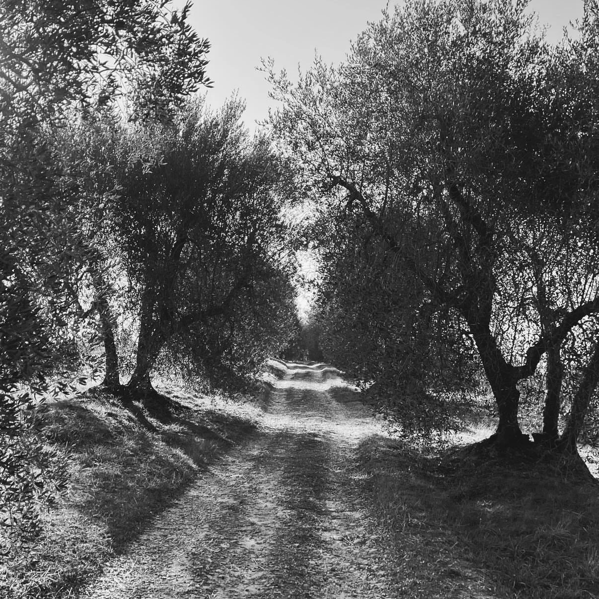 A dirt path surrounded by dense trees on both sides, with a cloudy sky overhead in black and white.