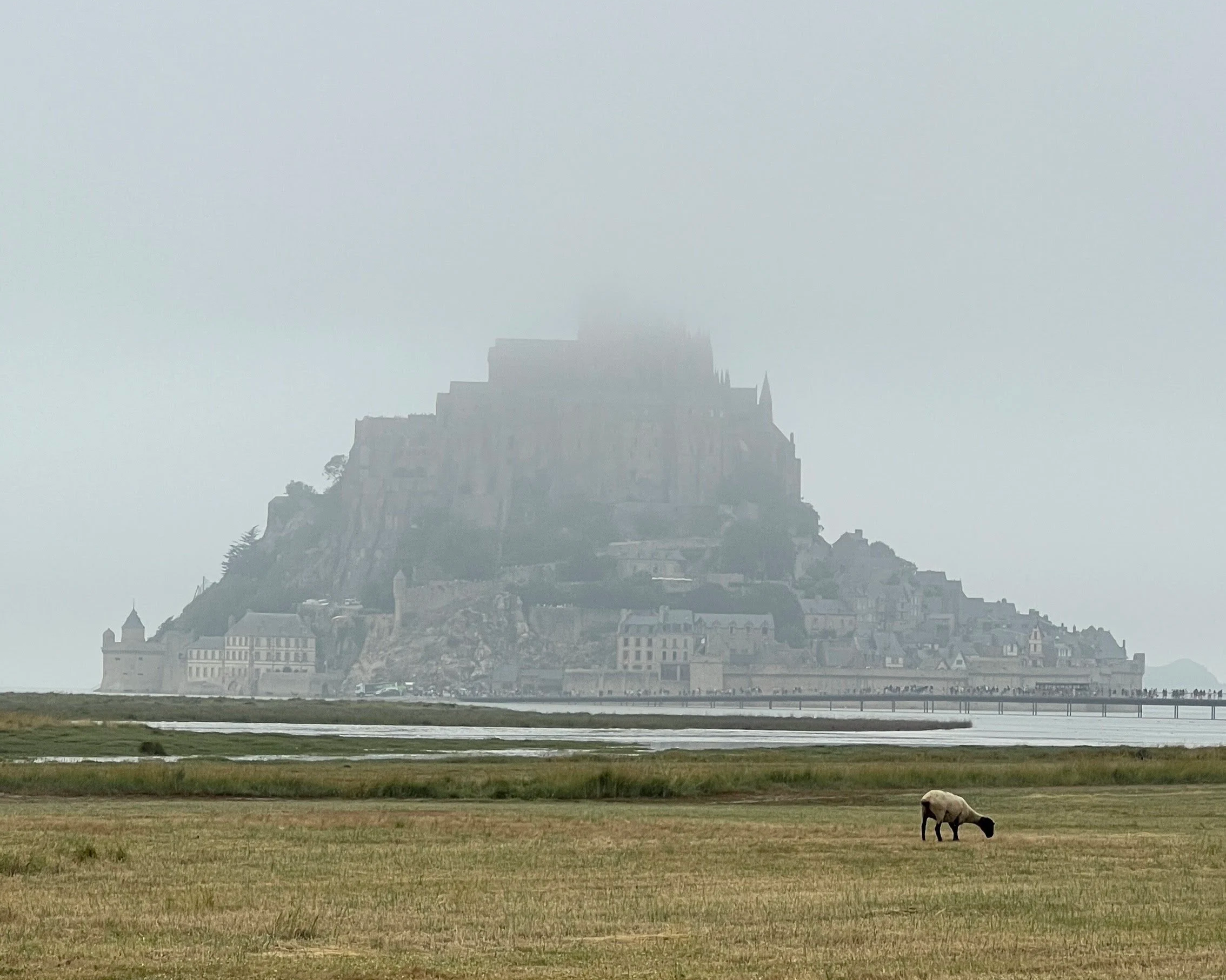 A cow grazing on a grassy field, with Mont Saint-Michel, a historic abbey and island commune in Normandy, France, shrouded in mist in the background.