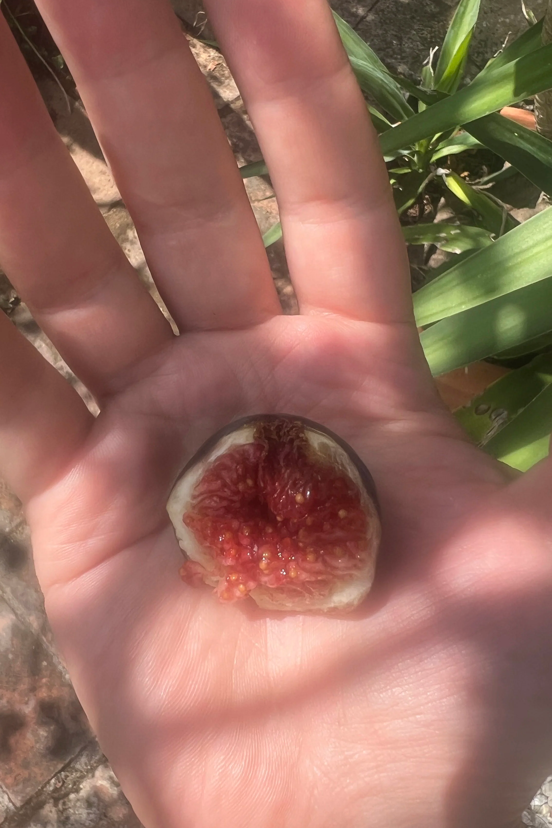 A person's hand holding a halved fig fruit showing its red interior with small seeds.