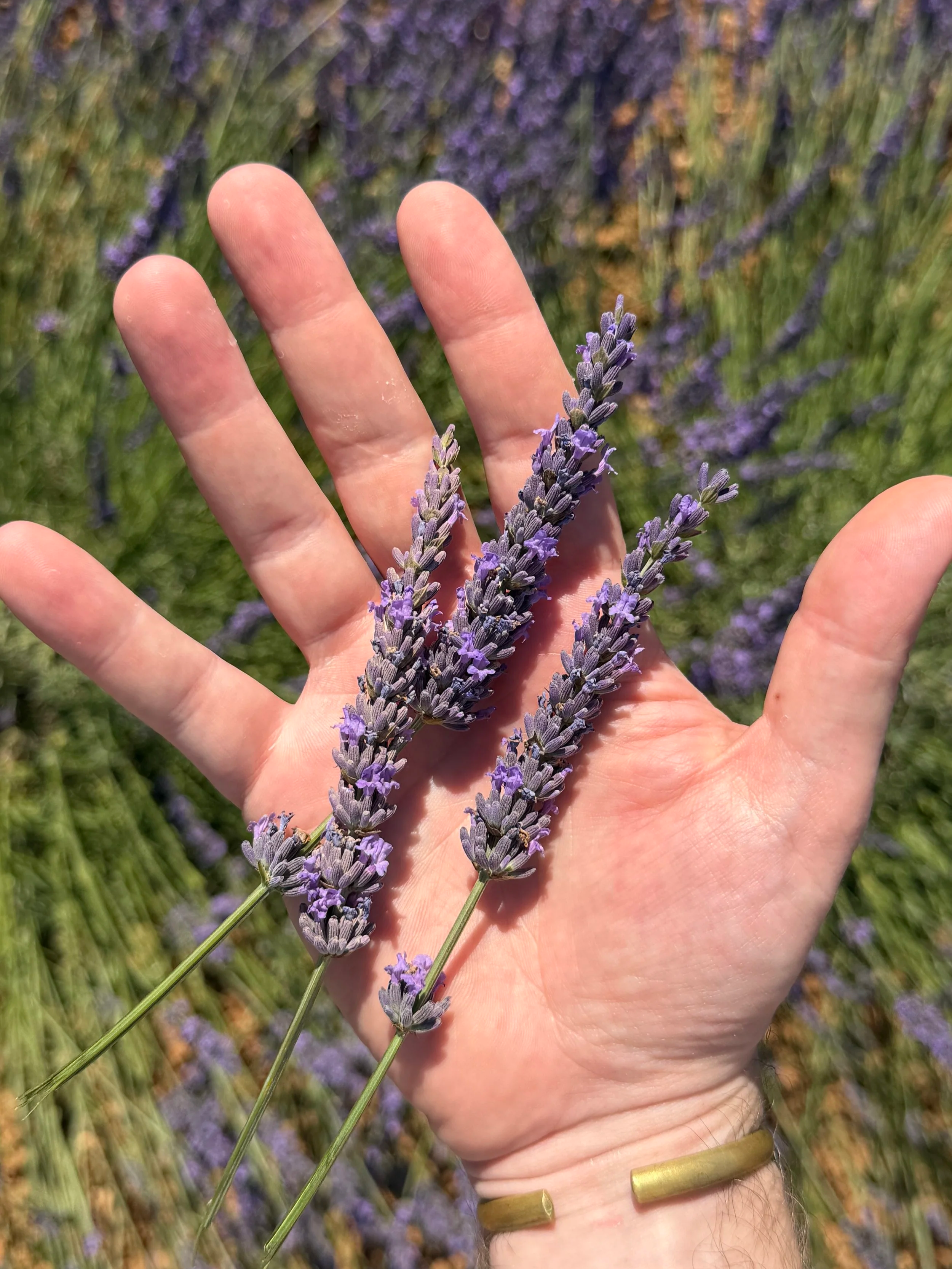 A person's hand holds a few sprigs of lavender flowers with purple blooms, against a background of a lavender field.