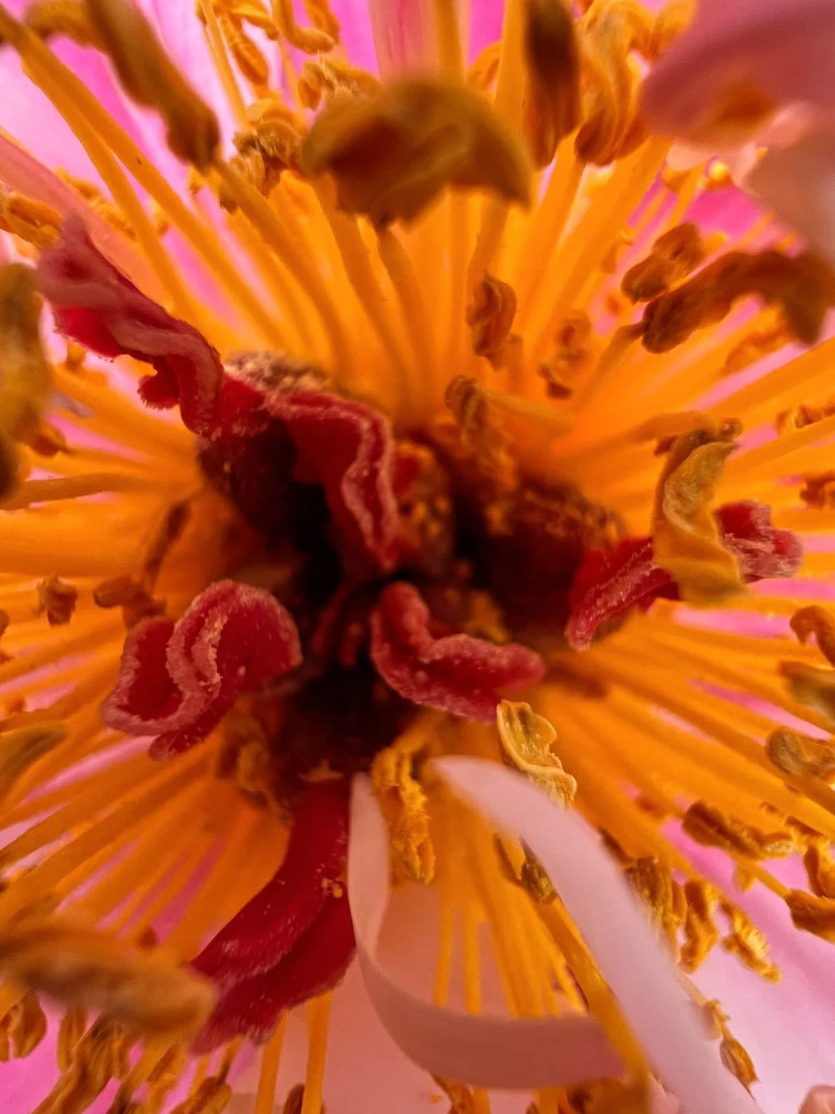 Close-up of a flower's center with orange filaments and red and yellow stamens.