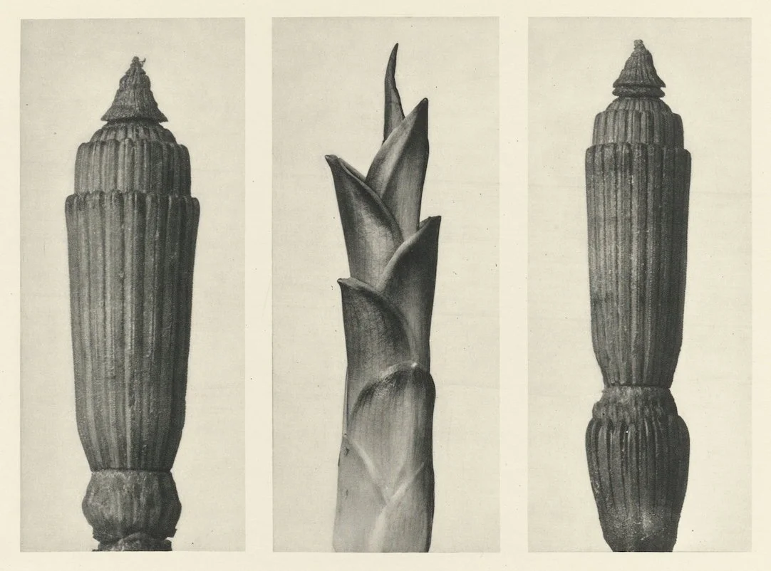 Three black and white photographs of objects. The first and third images show a carved wooden handle or tool with vertical ridges, tapering to a rounded end. The middle image shows a plant, possibly an agave or aloe, with thick, pointed leaves.