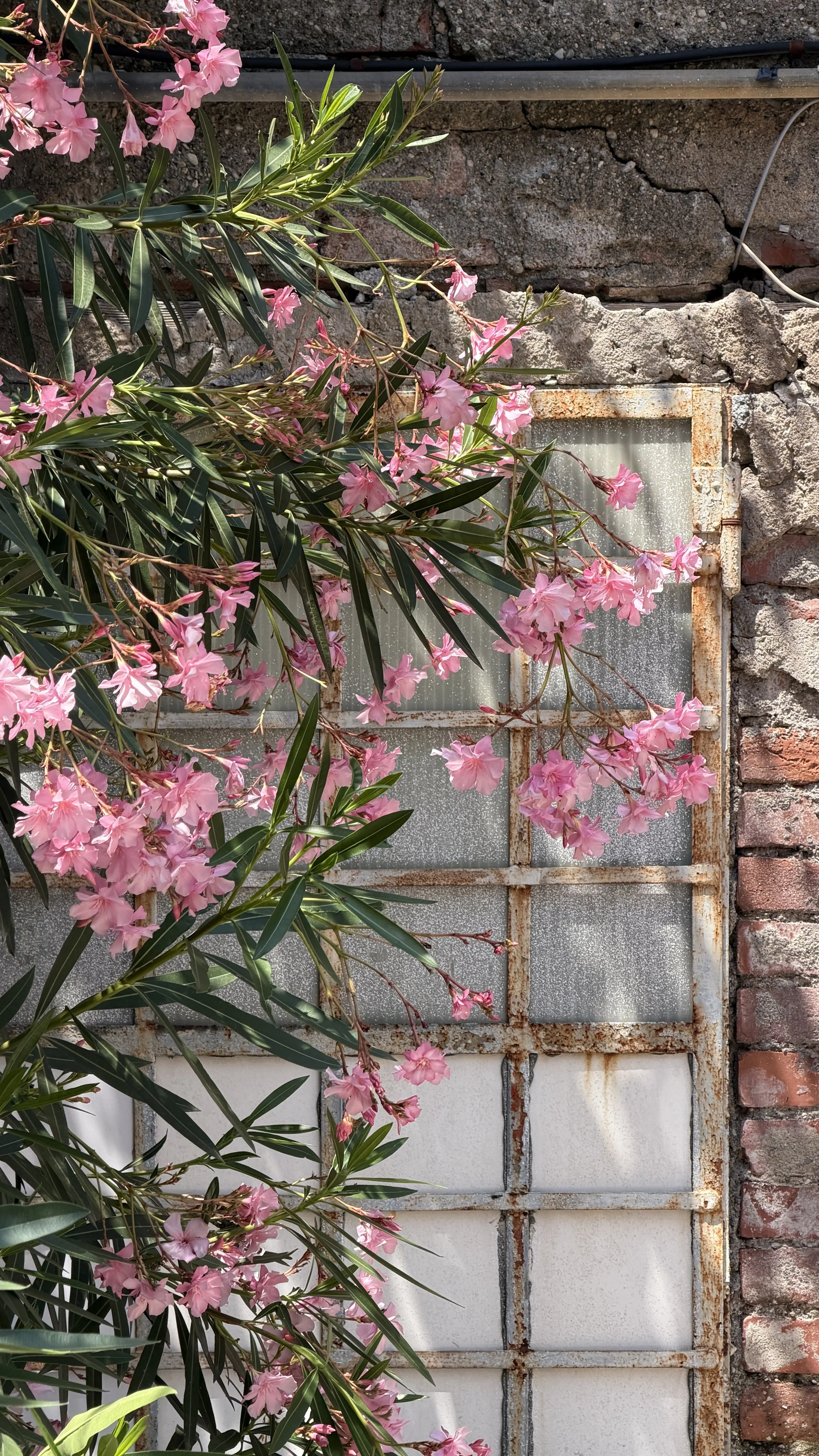 Pink flowering plant with long green leaves growing on an old rusty metal window frame against a brick wall.