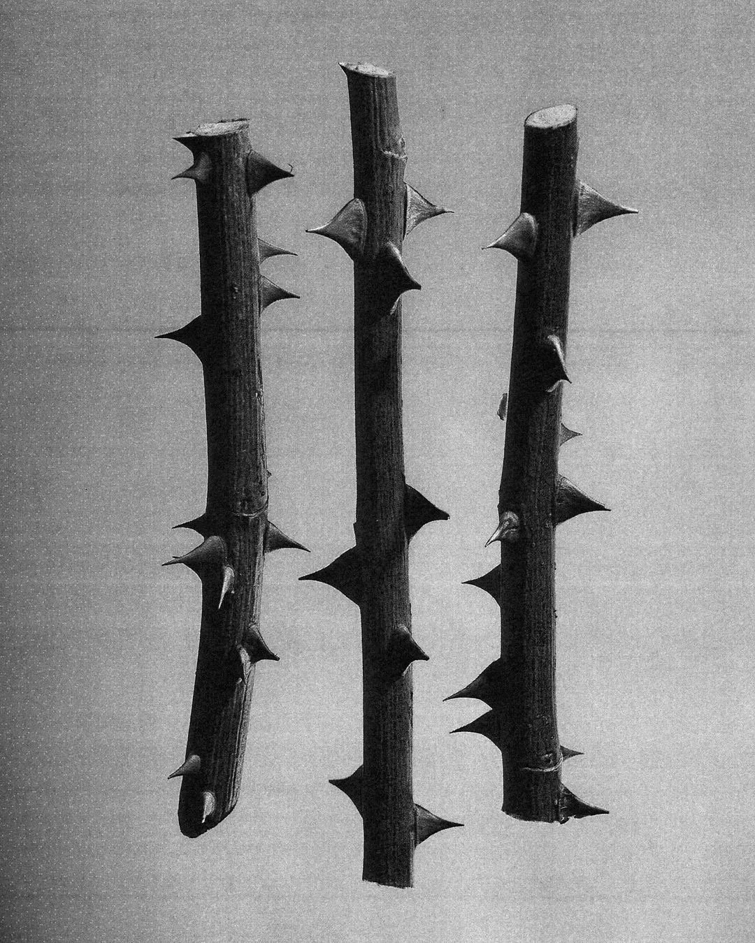 Three wooden sticks with sharp spikes protruding from them placed vertically on a plain background.