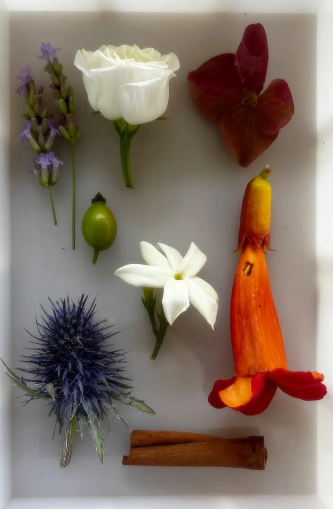 Arrangement of various flowers, a chili pepper, a cinnamon stick, and a green seed on a white background.