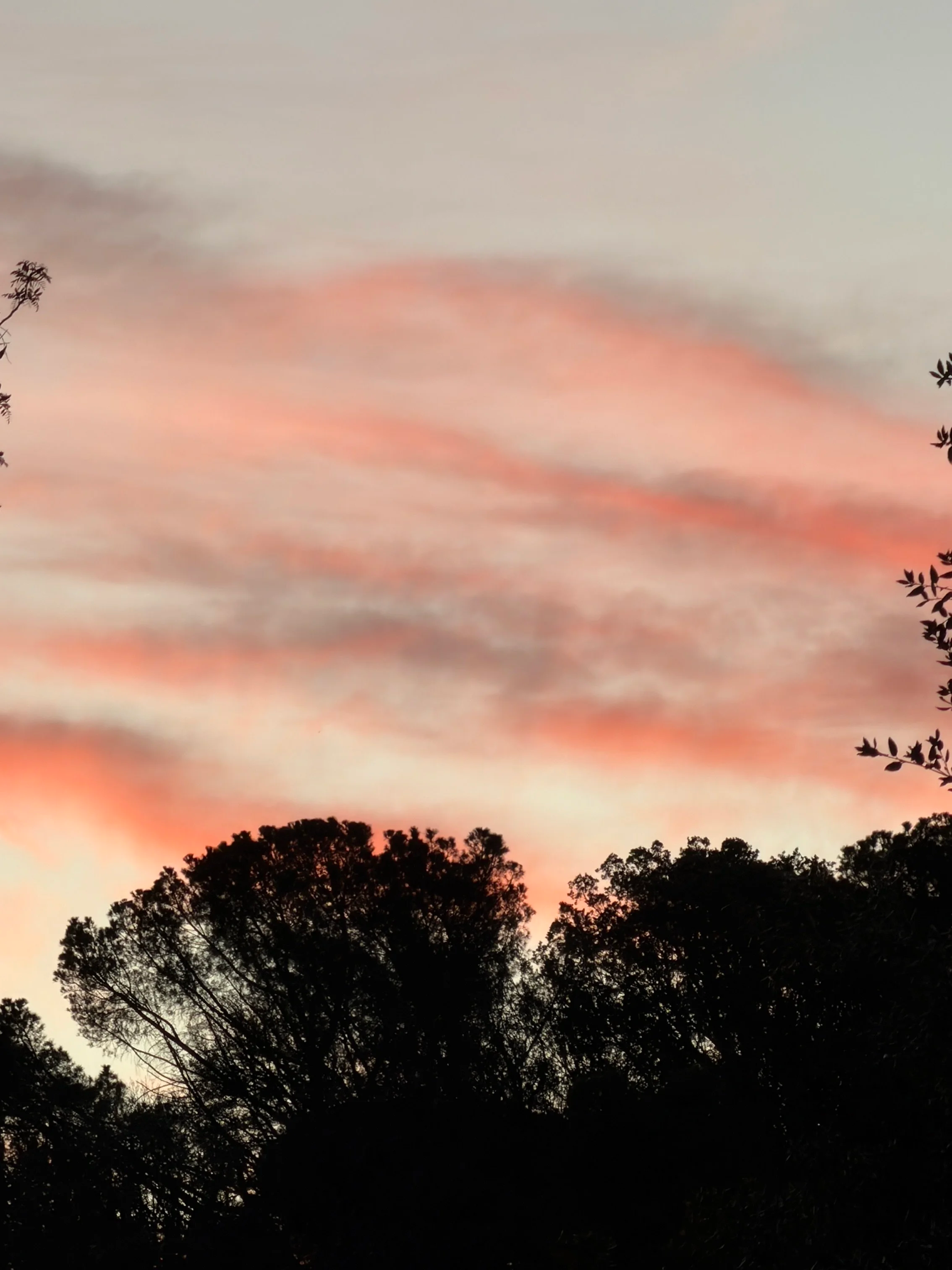 Trees silhouetted against a colorful sunset sky with pastel pink, orange, and blue hues.