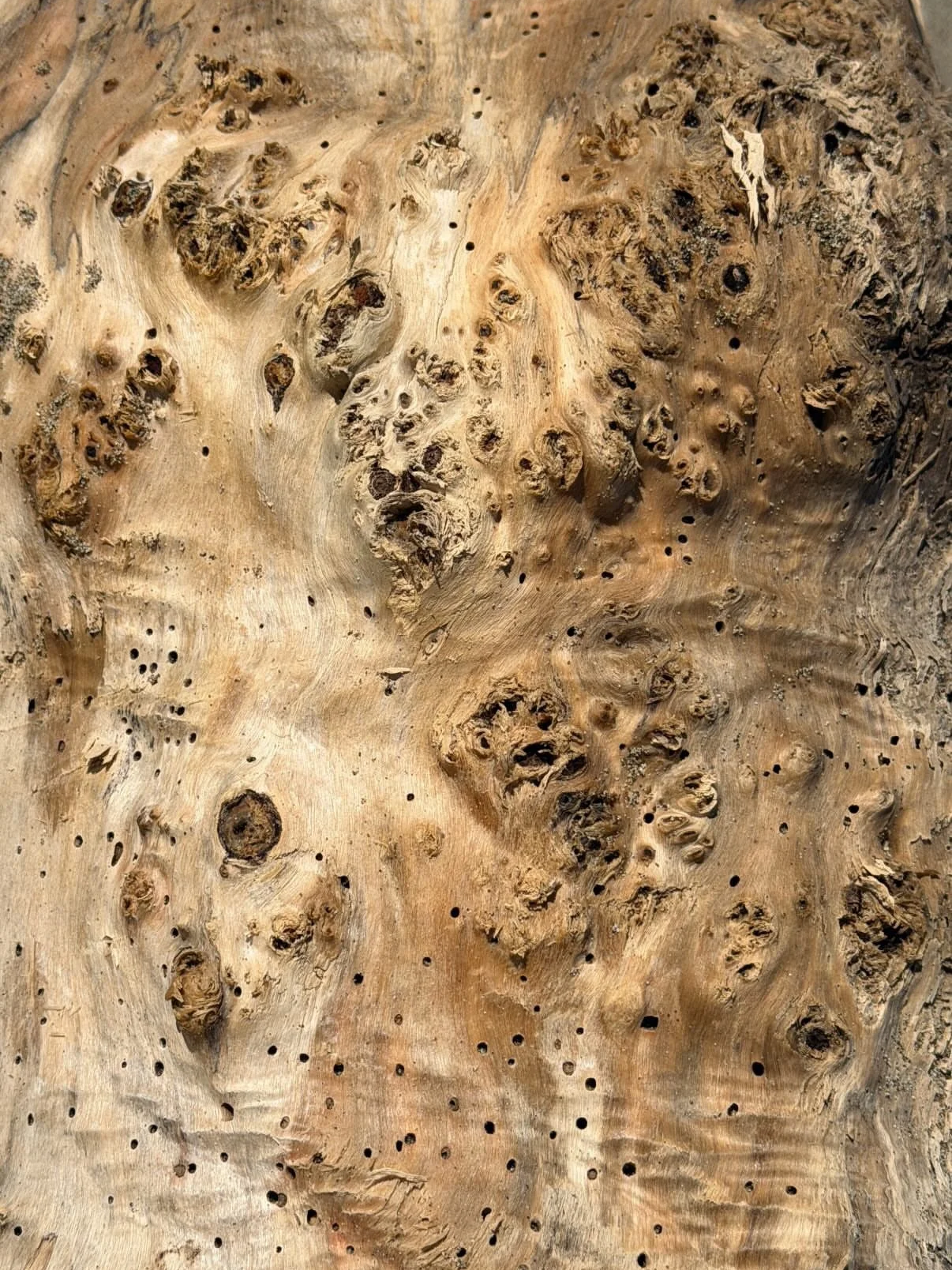 Close-up of a textured piece of wood with knots and small holes.