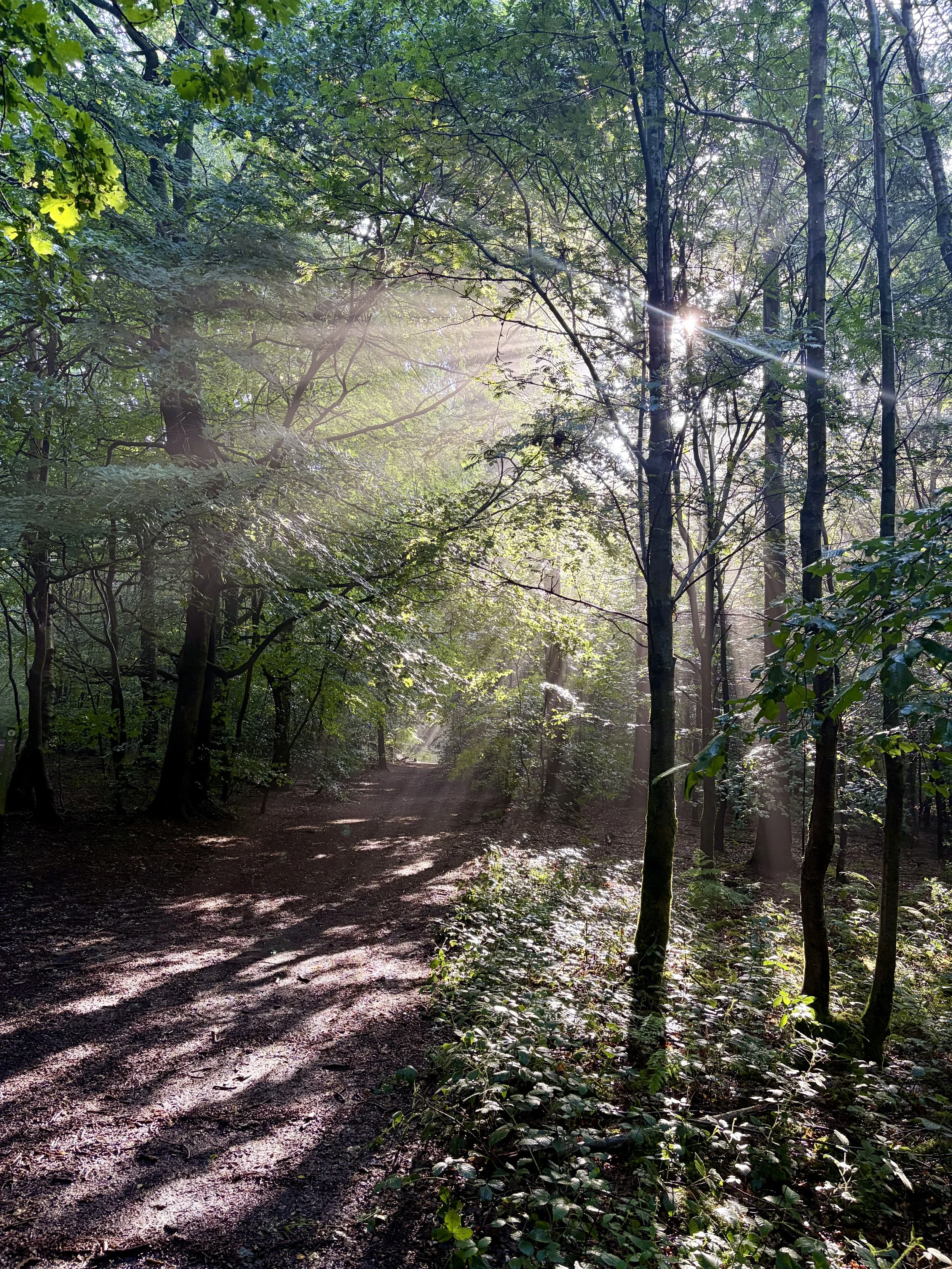 Sunlight filters through dense green trees onto a dirt forest trail, creating dappled light and shadow patterns on the ground.
