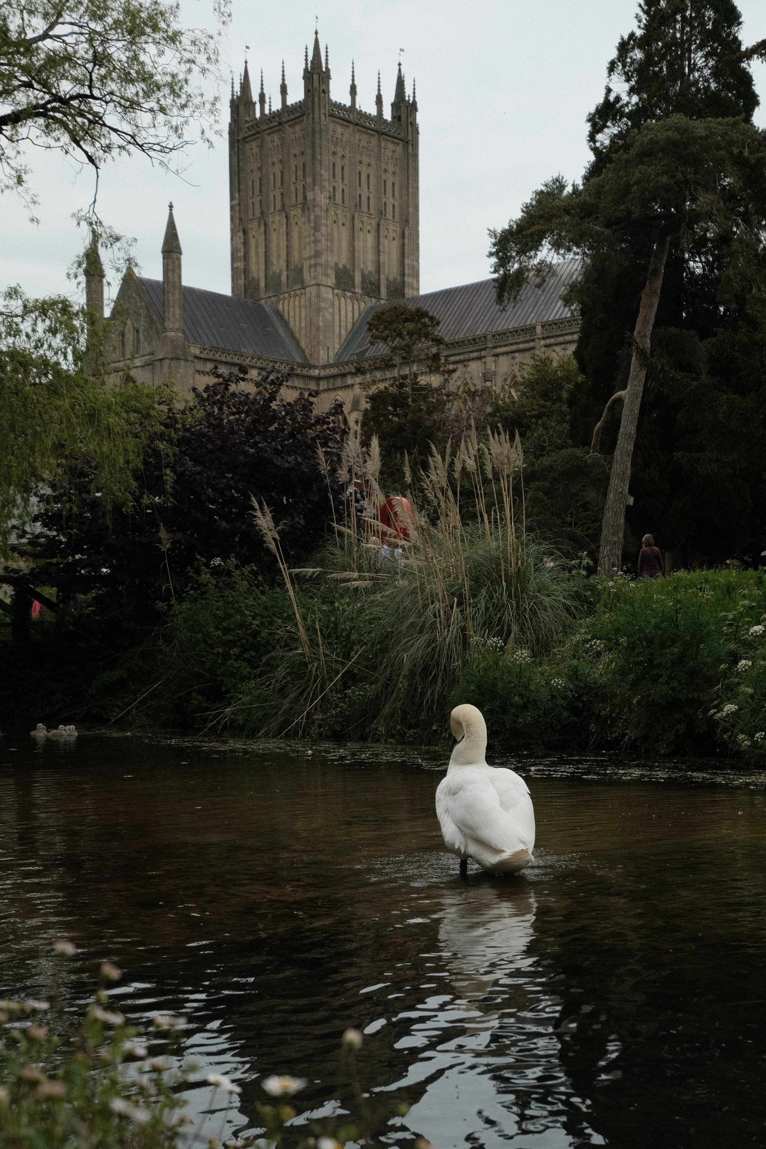 A white swan standing in a river with trees and a large Gothic-style church in the background.