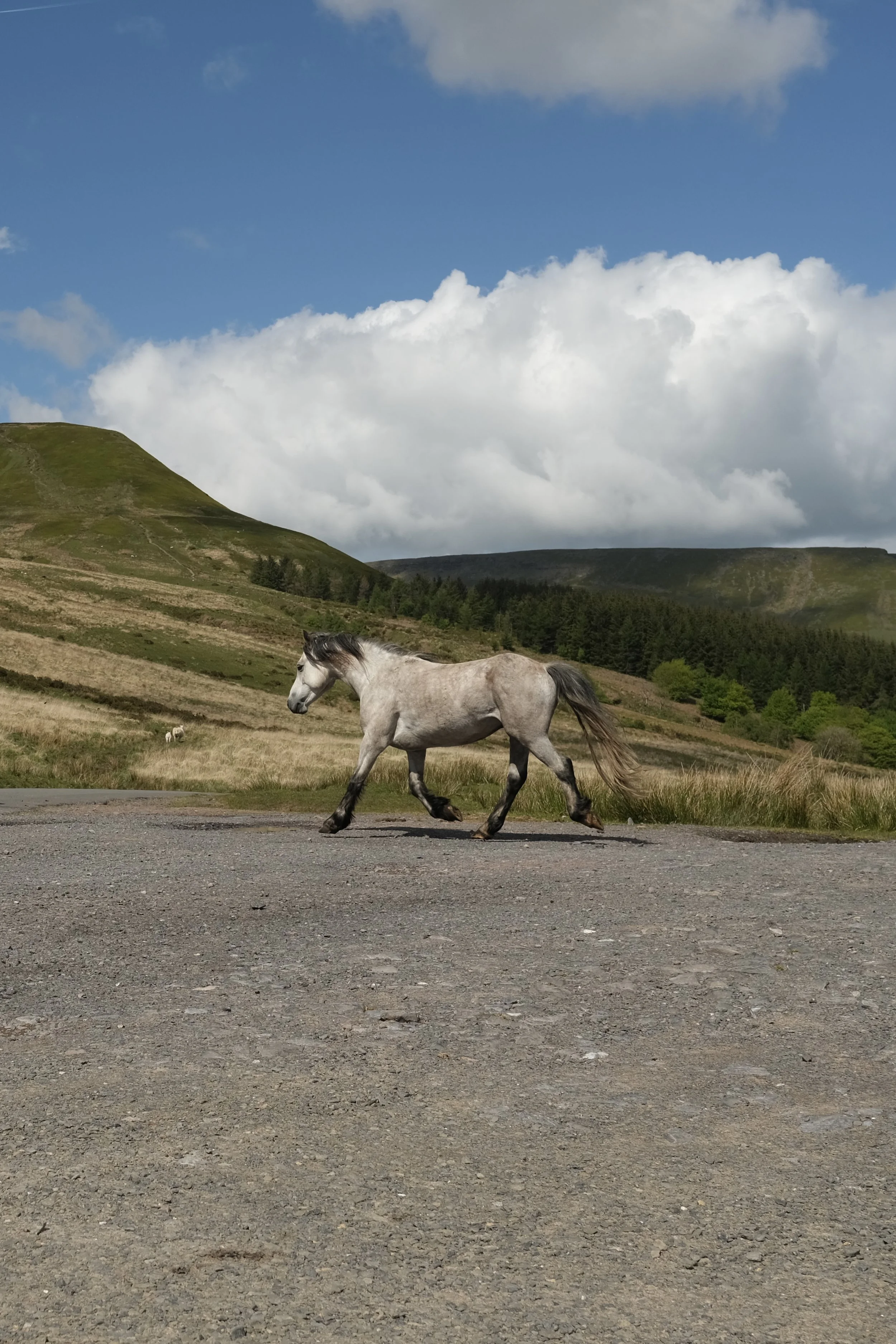 A gray dappled horse walking on a dirt road with rolling green hills, forested areas, and a bright blue sky with white clouds in the background.