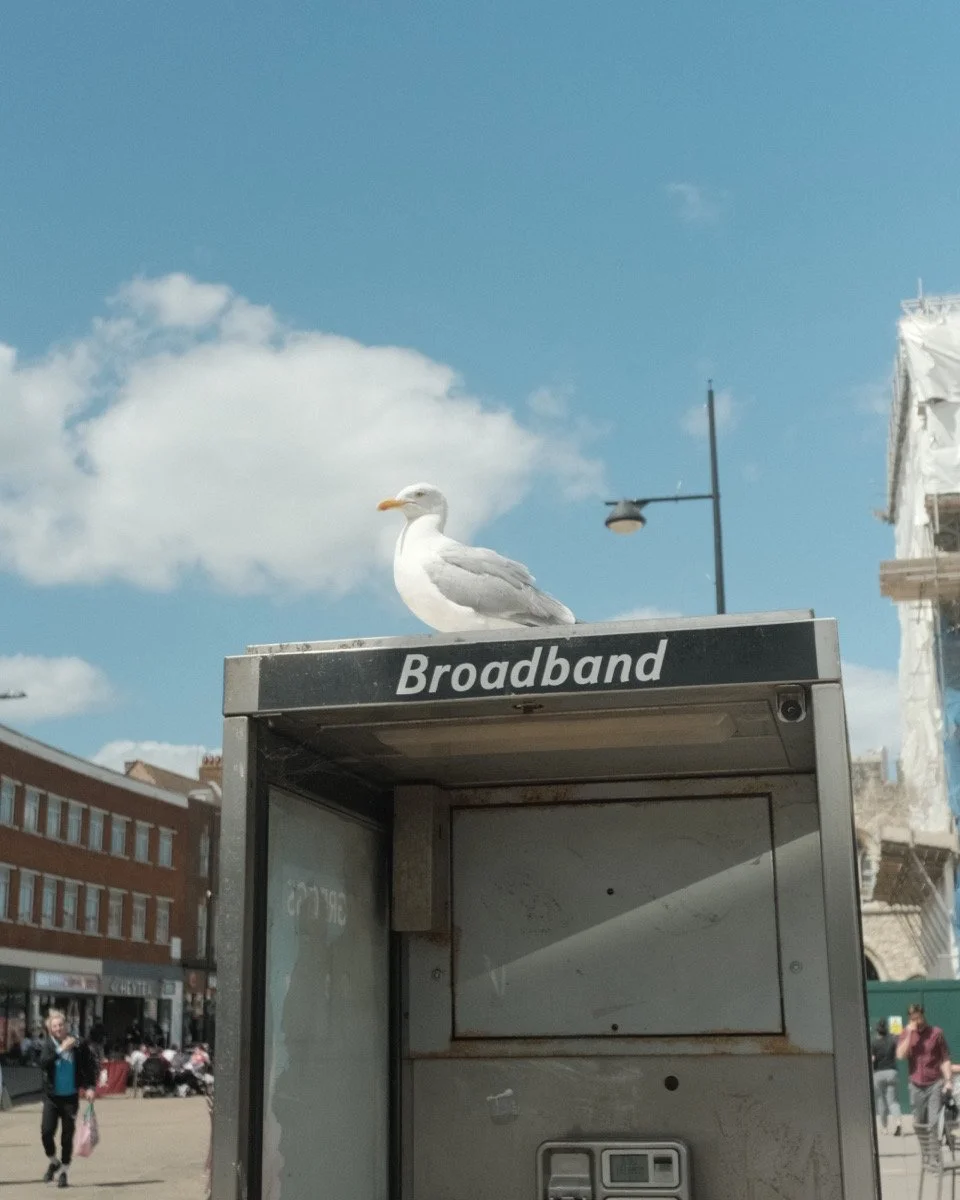A seagull perched on top of a 'Broadband' sign on a city street, with people walking and a partly cloudy sky in the background.