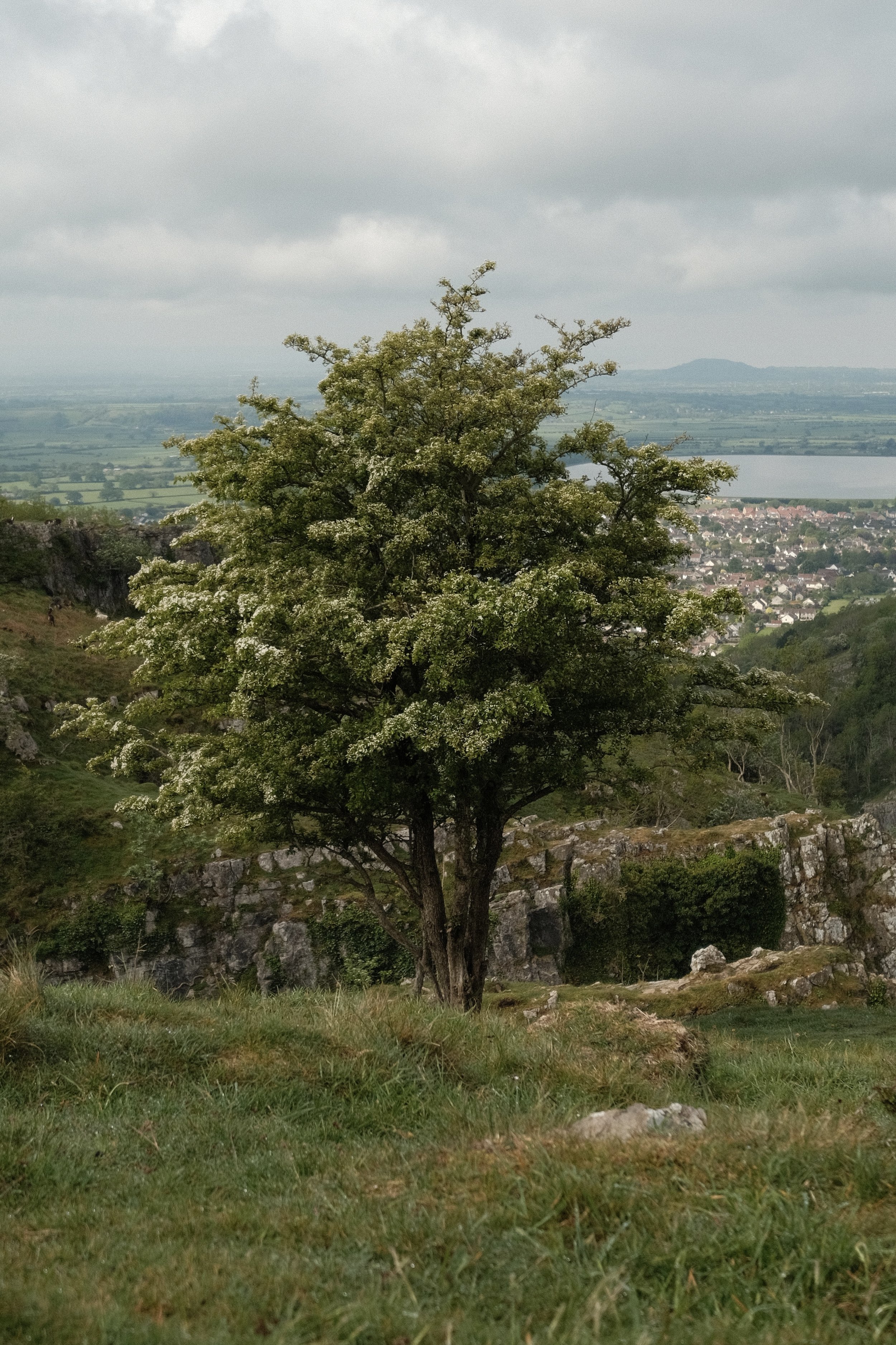 A tree with light green leaves and white flowers standing on a grassy hill with rocks. In the background, there is a valley with houses, a large body of water, and distant hills under an overcast sky.