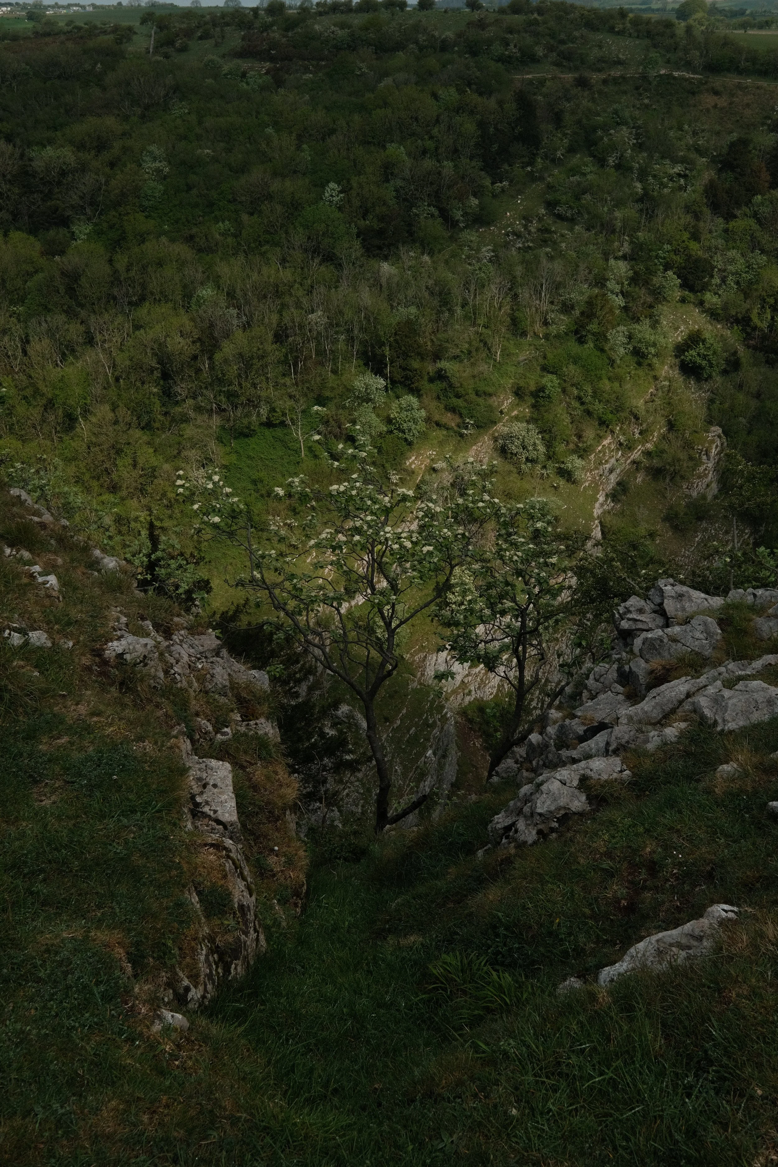 A lush green valley with dense trees, rocky slopes, and a small tree in the foreground, with distant hills and a cloudy sky.