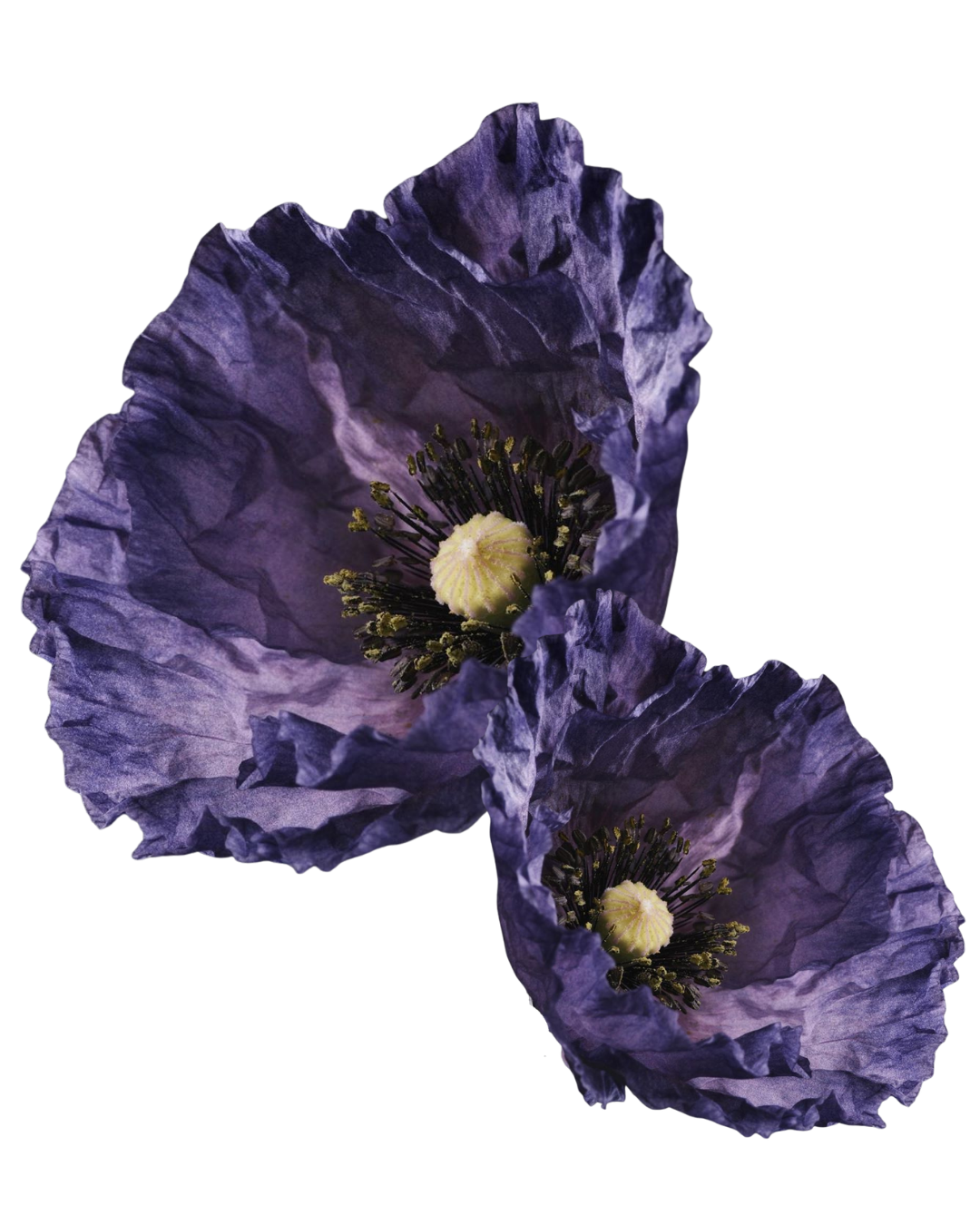Two purple poppy flowers with dark centers and yellow pollen.