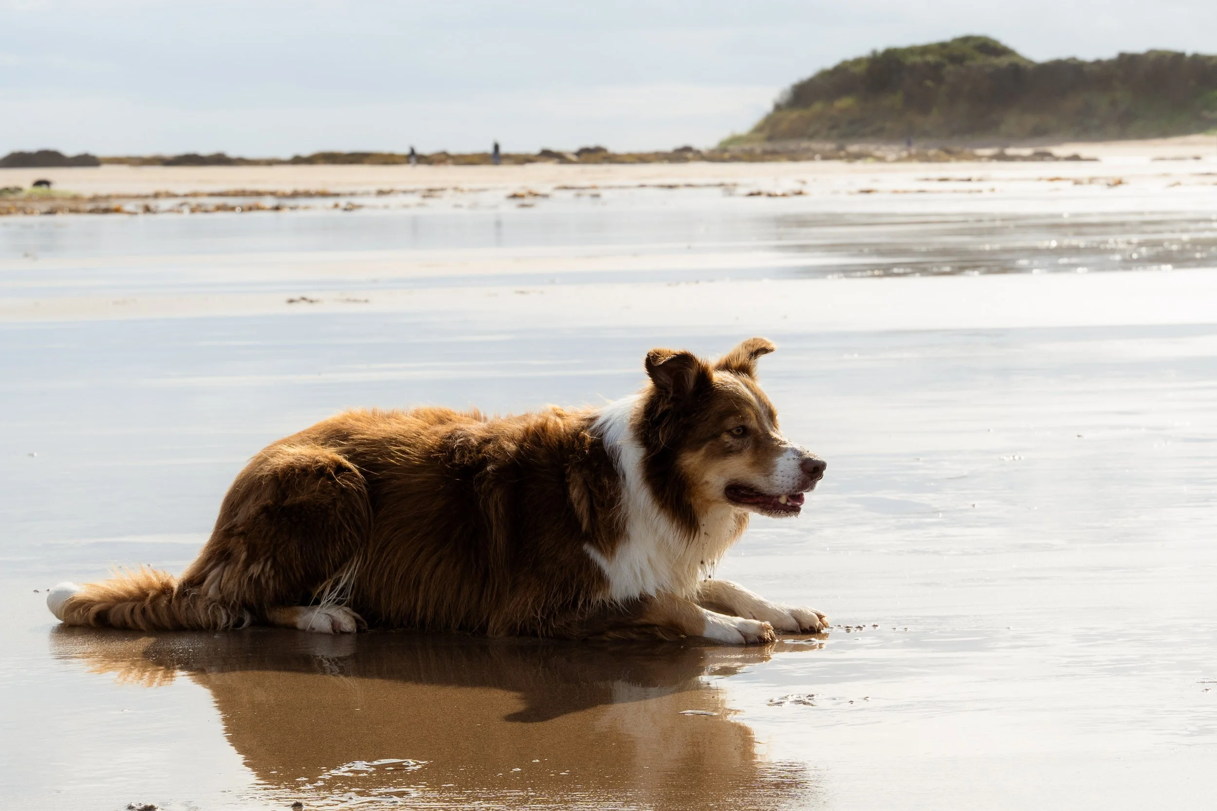 Dog-Halcyon.jpg