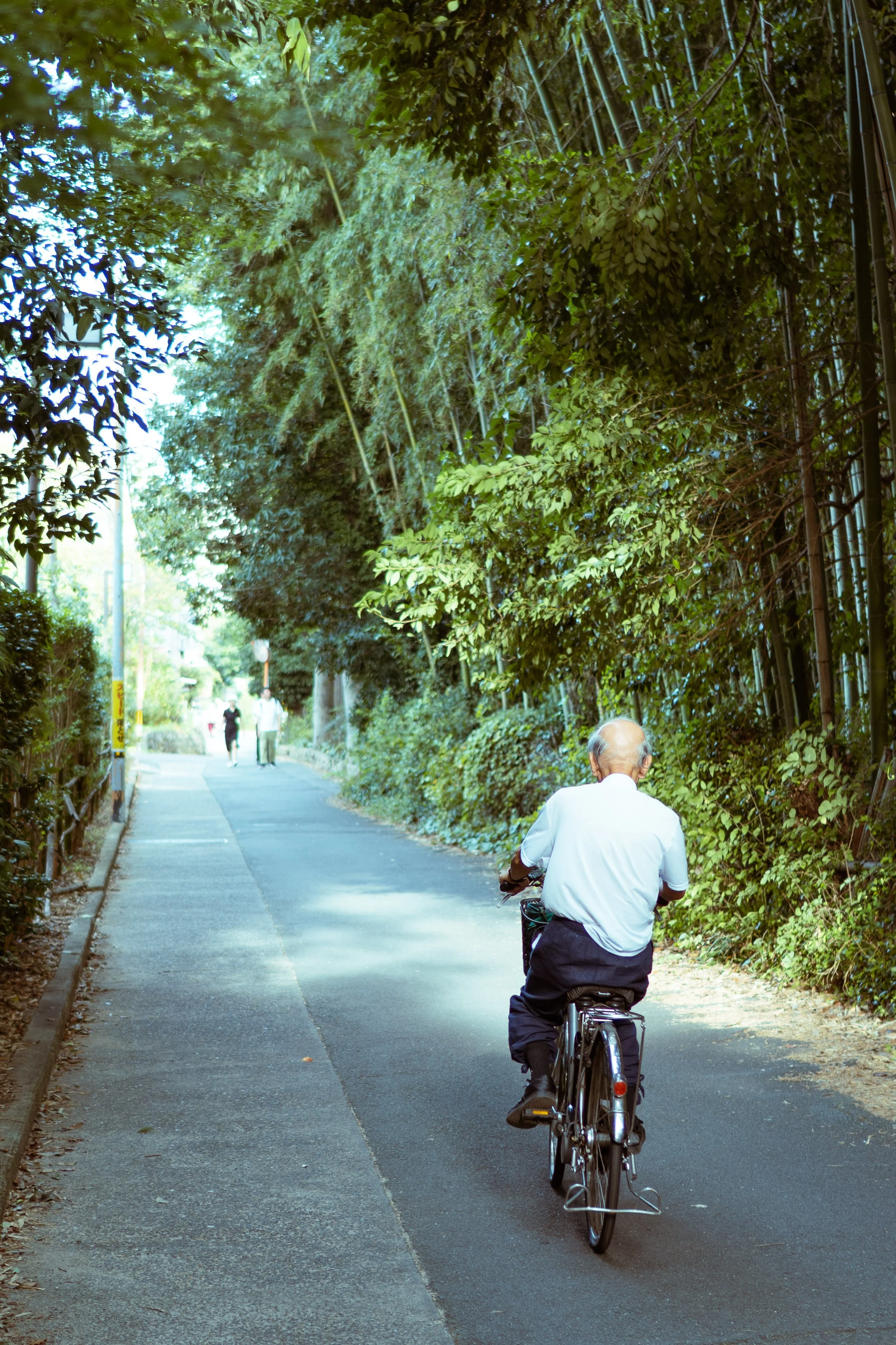 Forest-Komorebi.jpg