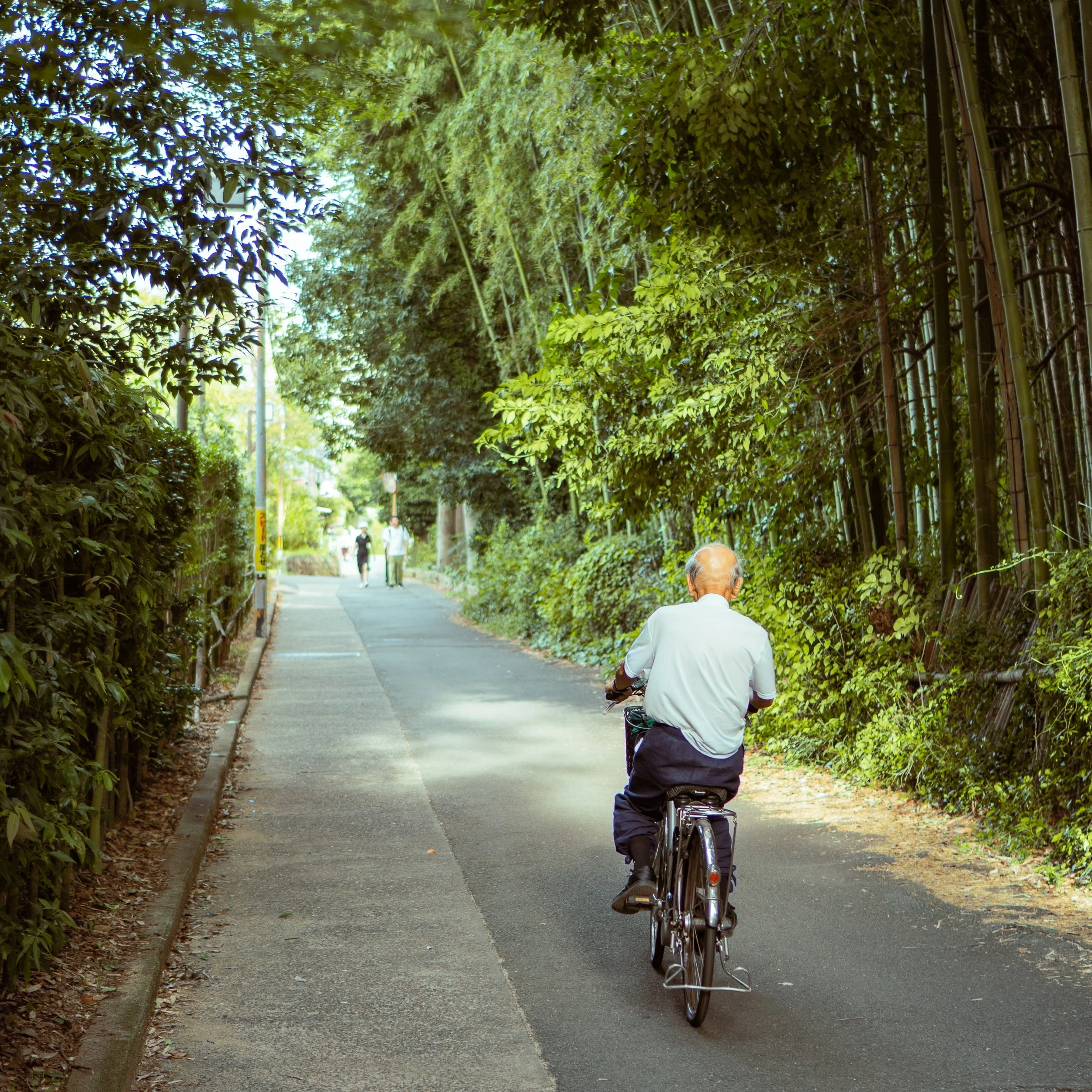 A man riding a bicycle along a shaded sidewalk surrounded by green foliage and trees of a bamboo forest in Japan.