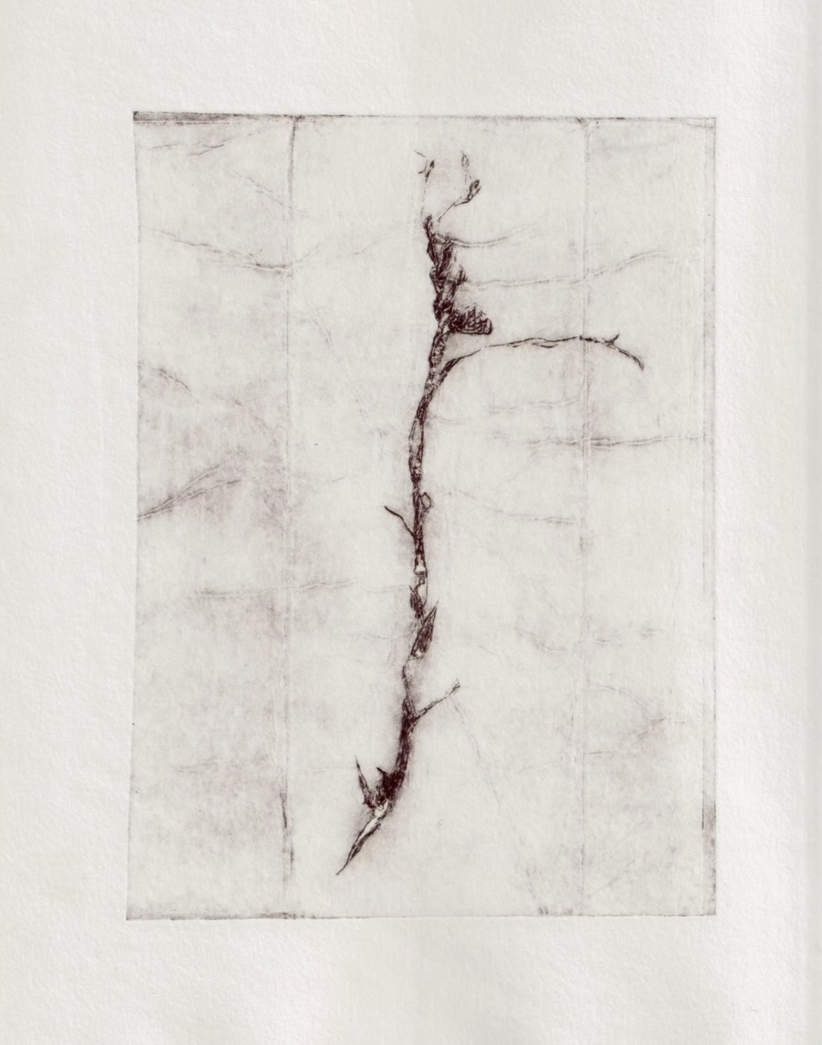 Algue • Gravure sur tétra