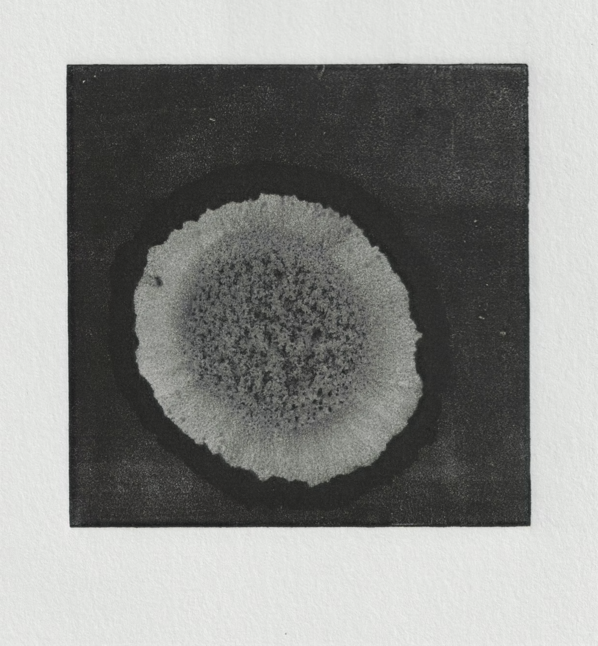 Surgir • Monotype