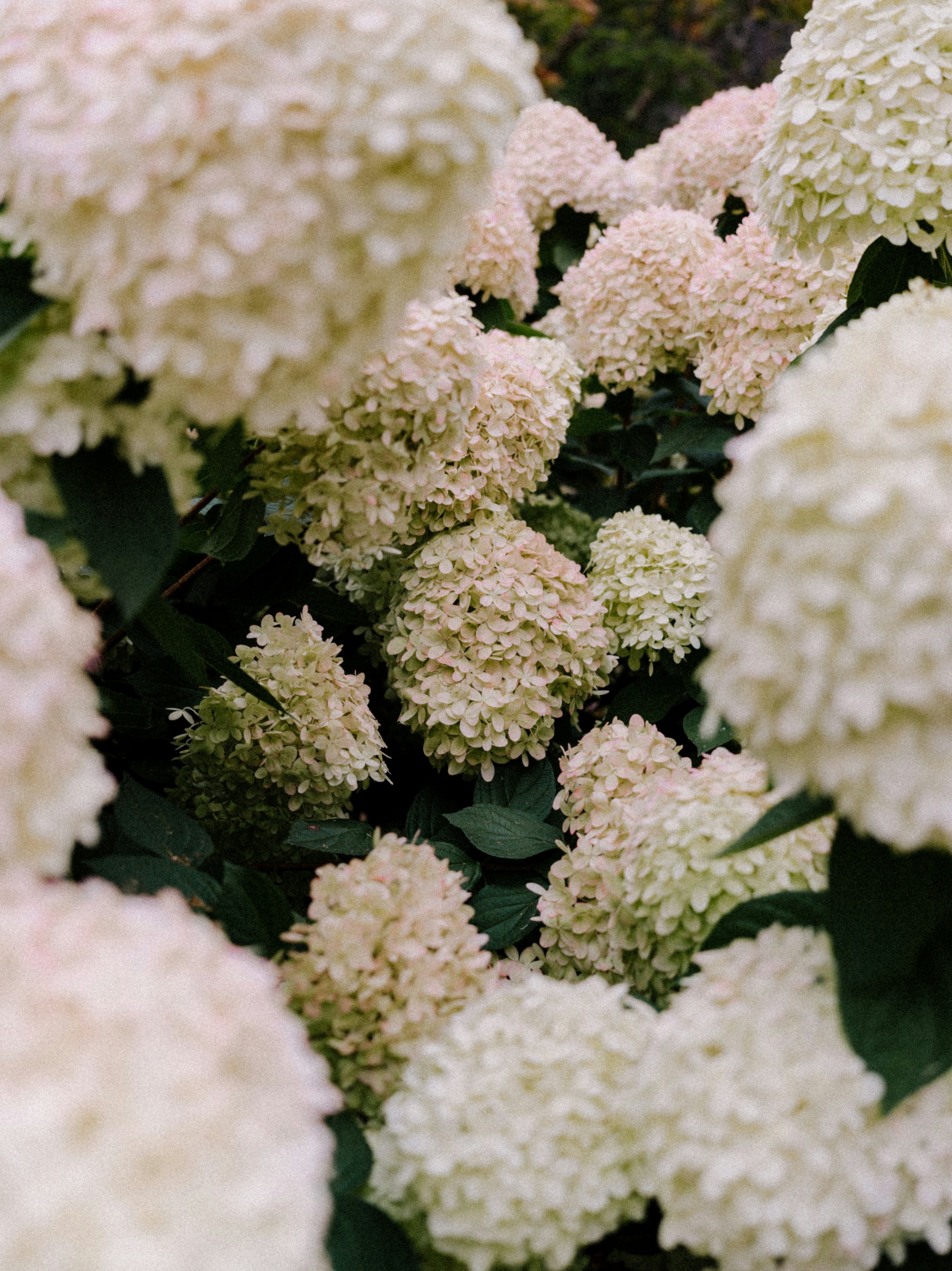 Close-up of white and light pink hydrangea flowers with dark green leaves.
