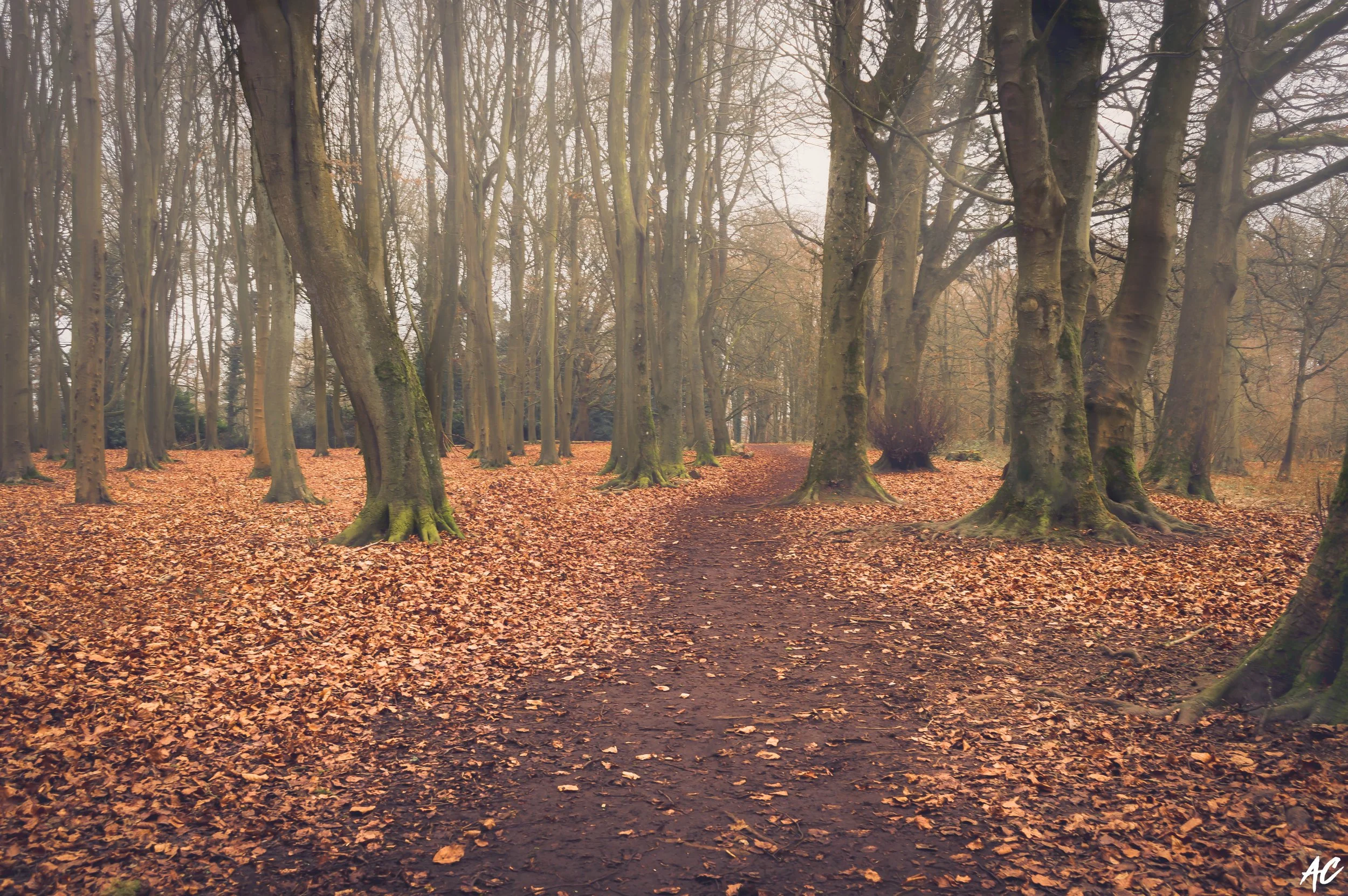 A pathway through a forest with tall, leafless trees and a ground covered in fallen autumn leaves, creating a serene and quiet atmosphere.