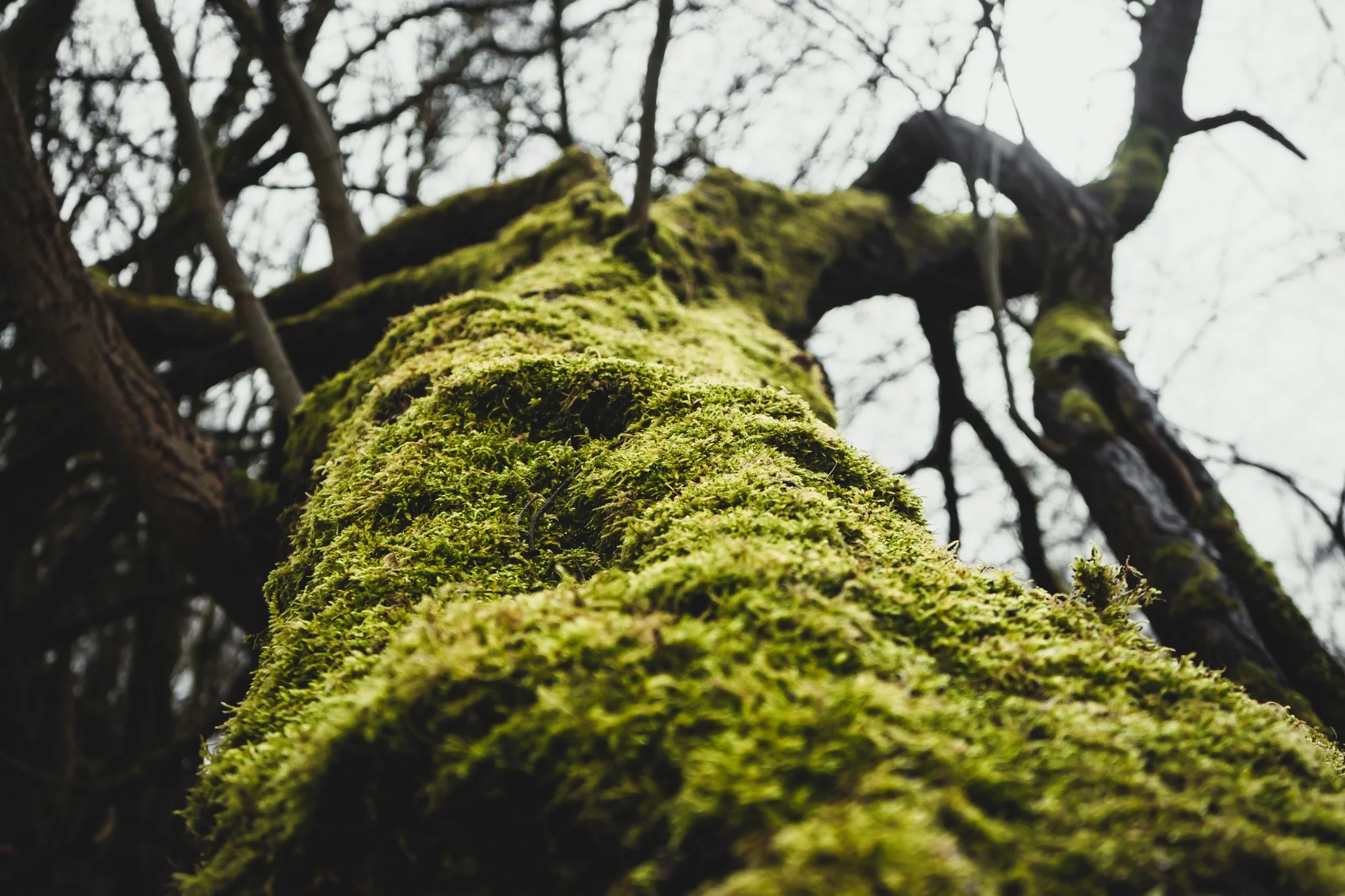 Close-up of a tree trunk covered in green moss, looking upward at the branches and sky.
