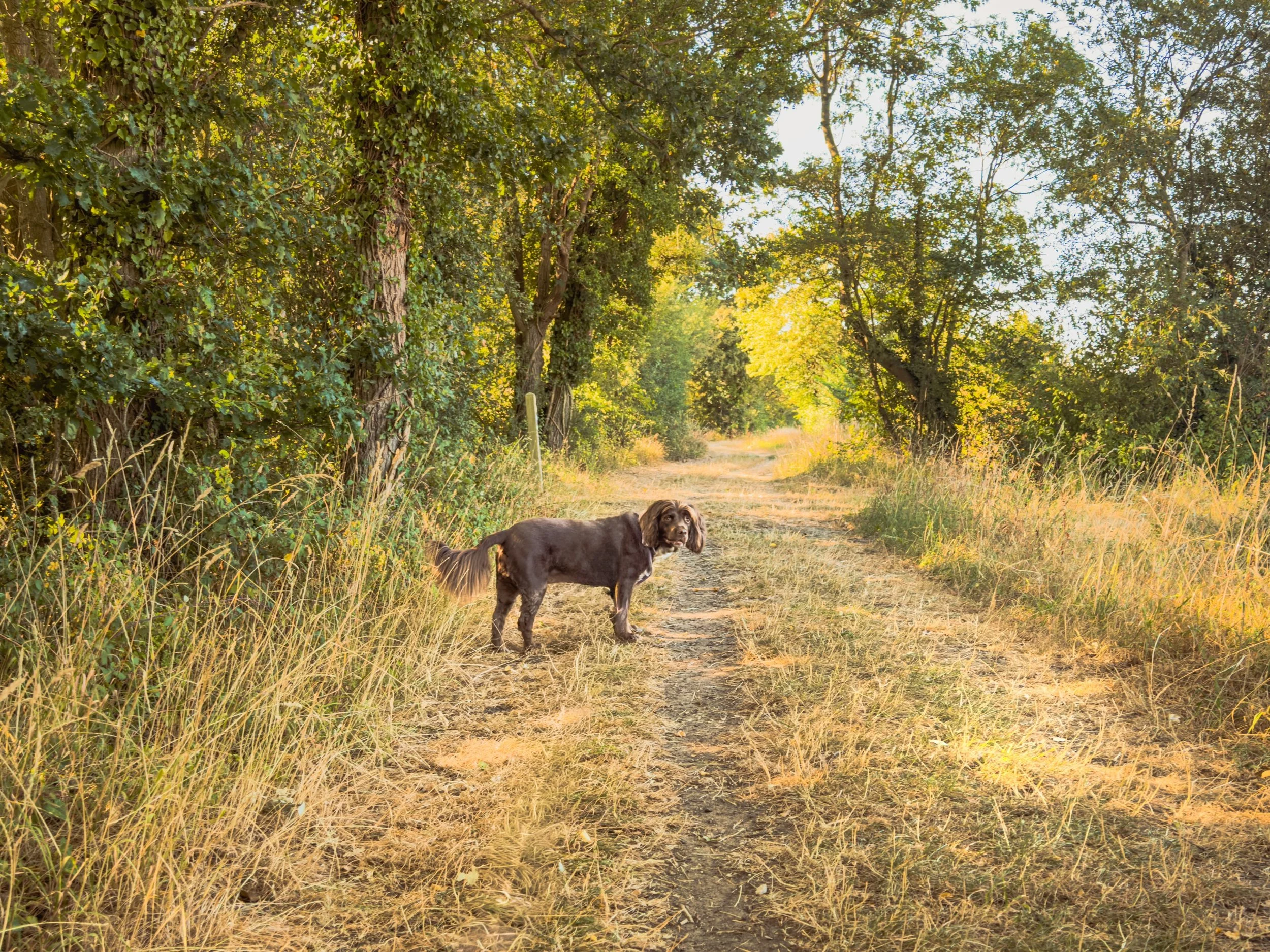 Saturday morning walks, summer edition. #summer #norfolk #suffolk #saturdaymorning #saltandflint