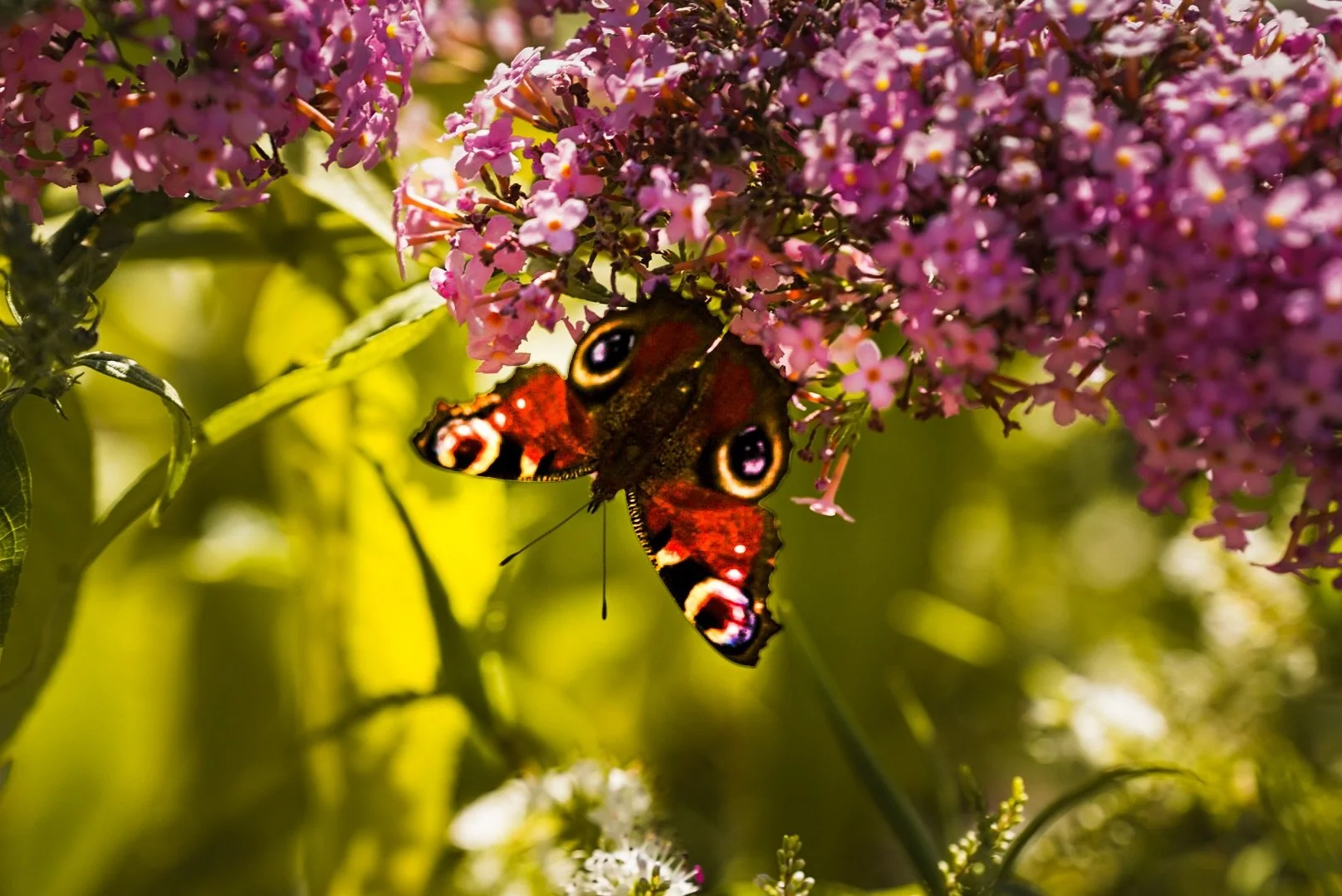 Living so rural I just love the visitors we have to the garden. I&rsquo;ve noticed so many butterflies this year which is amazing! Beauty in its finest form. #norfolk
#norfolkphotographer #commercialphotography #things