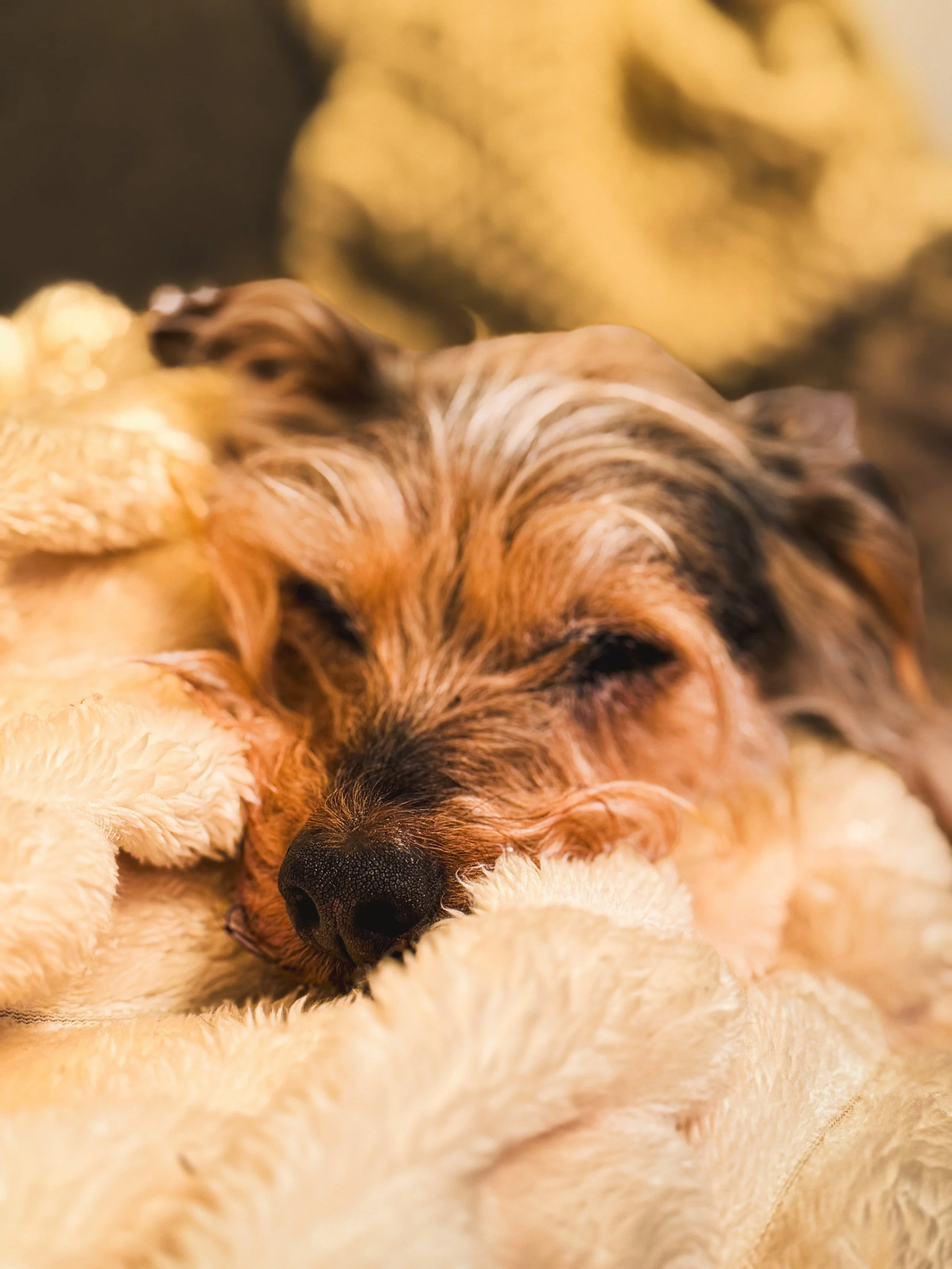 I can&rsquo;t really give many words to this but this is Bertie - he&rsquo;s an old boy now but he&rsquo;s amazing! 🐾🖤

#pupsofinstagram #dogphotography #petphoto #norfolk #commercialphotography