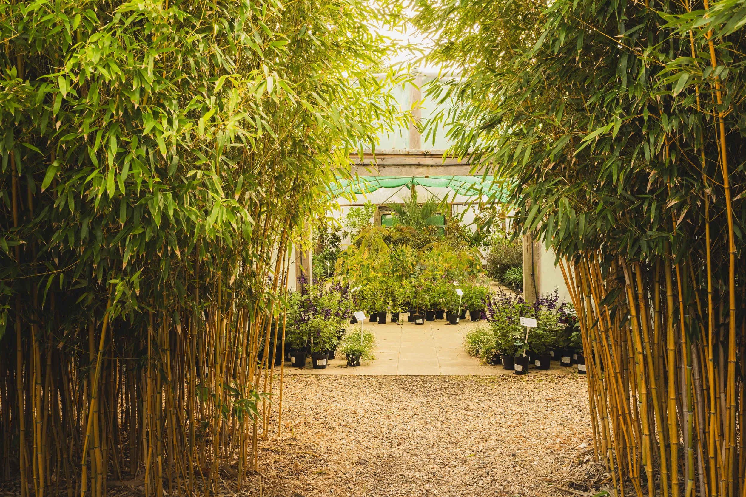 Urban Jungle - Salt and flint-17.jpg